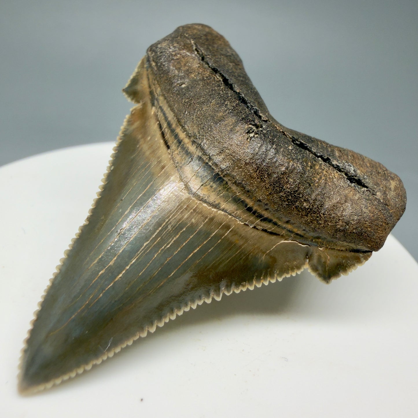 Front Right View 1.94" Fossil Carcharocles angustidens Shark Tooth from Charleston, South Carolina AN464
