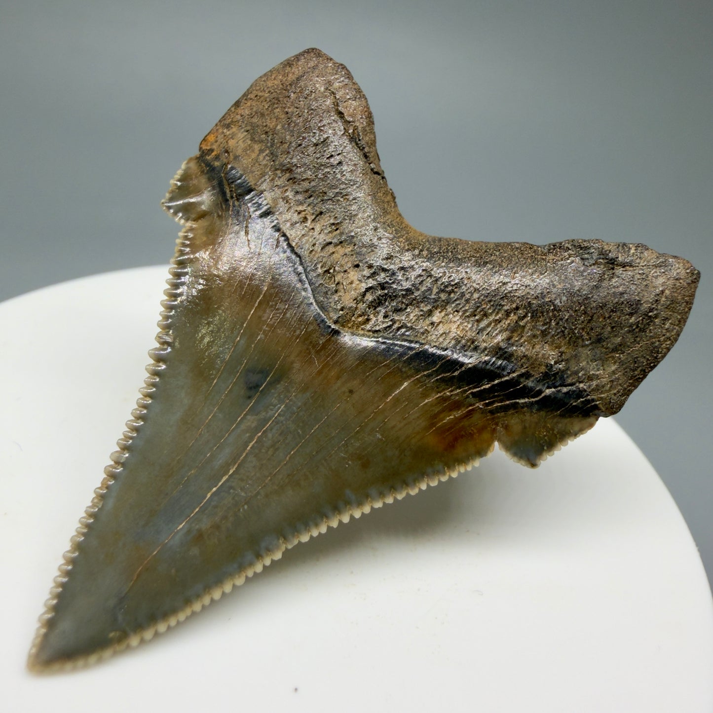 Back Left View 1.94" Fossil Carcharocles angustidens Shark Tooth from Charleston, South Carolina AN464