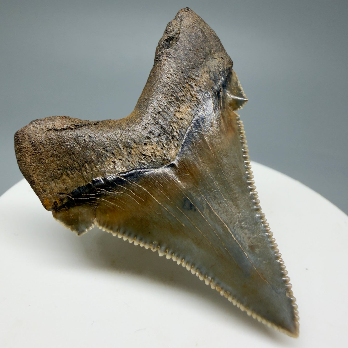 Back Right View 1.94" Fossil Carcharocles angustidens Shark Tooth from Charleston, South Carolina AN464