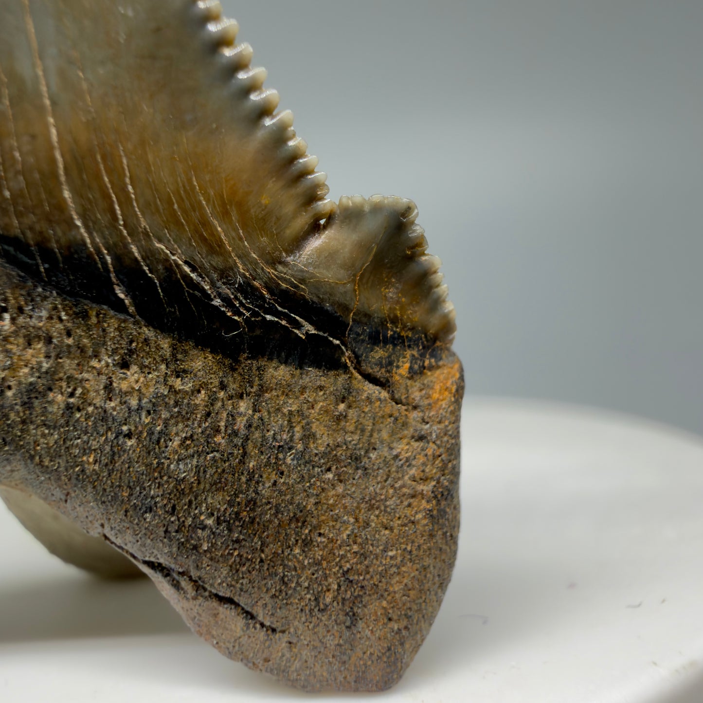 Cusp detail View 1.94" Fossil Carcharocles angustidens Shark Tooth from Charleston, South Carolina