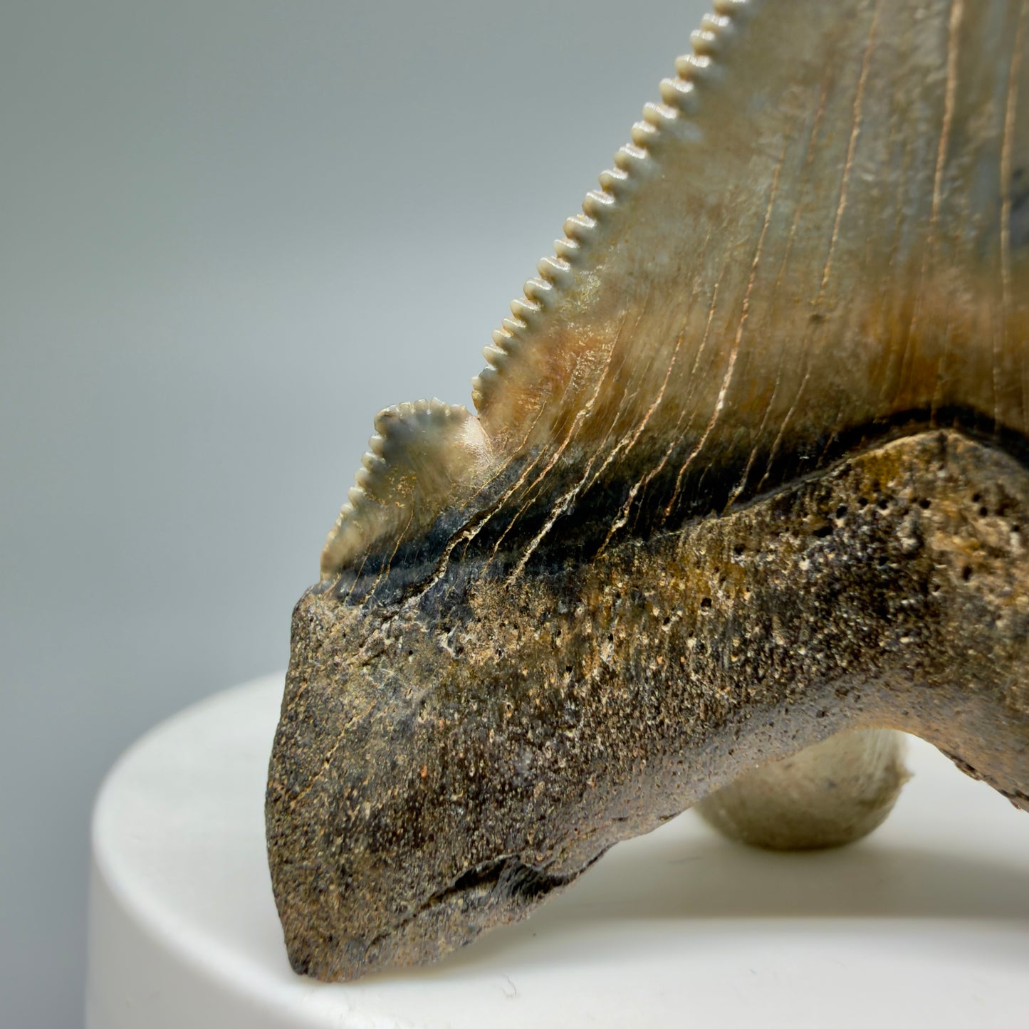 Cusp detail View 1.94" Fossil Carcharocles angustidens Shark Tooth from Charleston, South Carolina AN464 - 1