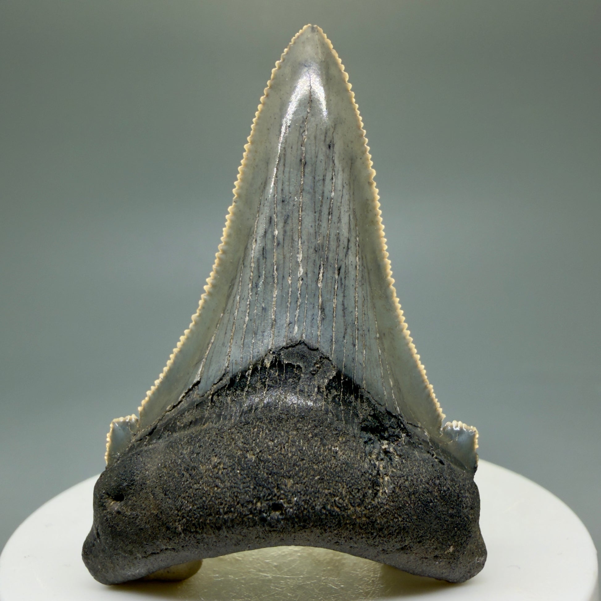 Front View Spectacular 2.34" Serrated Fossil Carcharocles angustidens Shark Tooth from South Carolina GW461 - 2