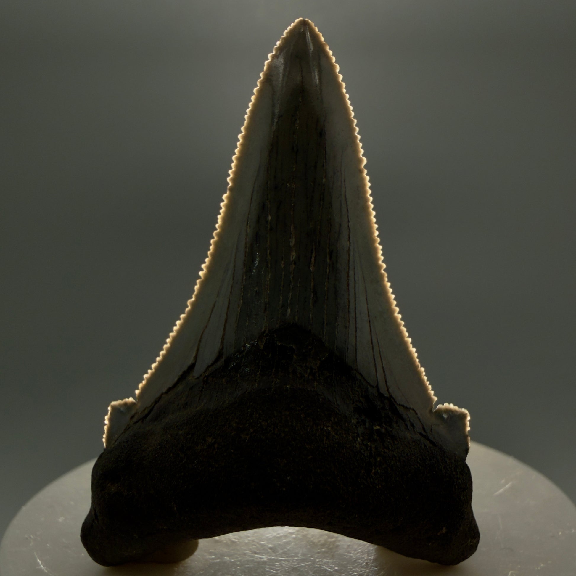 Front View Spectacular 2.34" Serrated Fossil Carcharocles angustidens Shark Tooth from South Carolina GW461 - 1