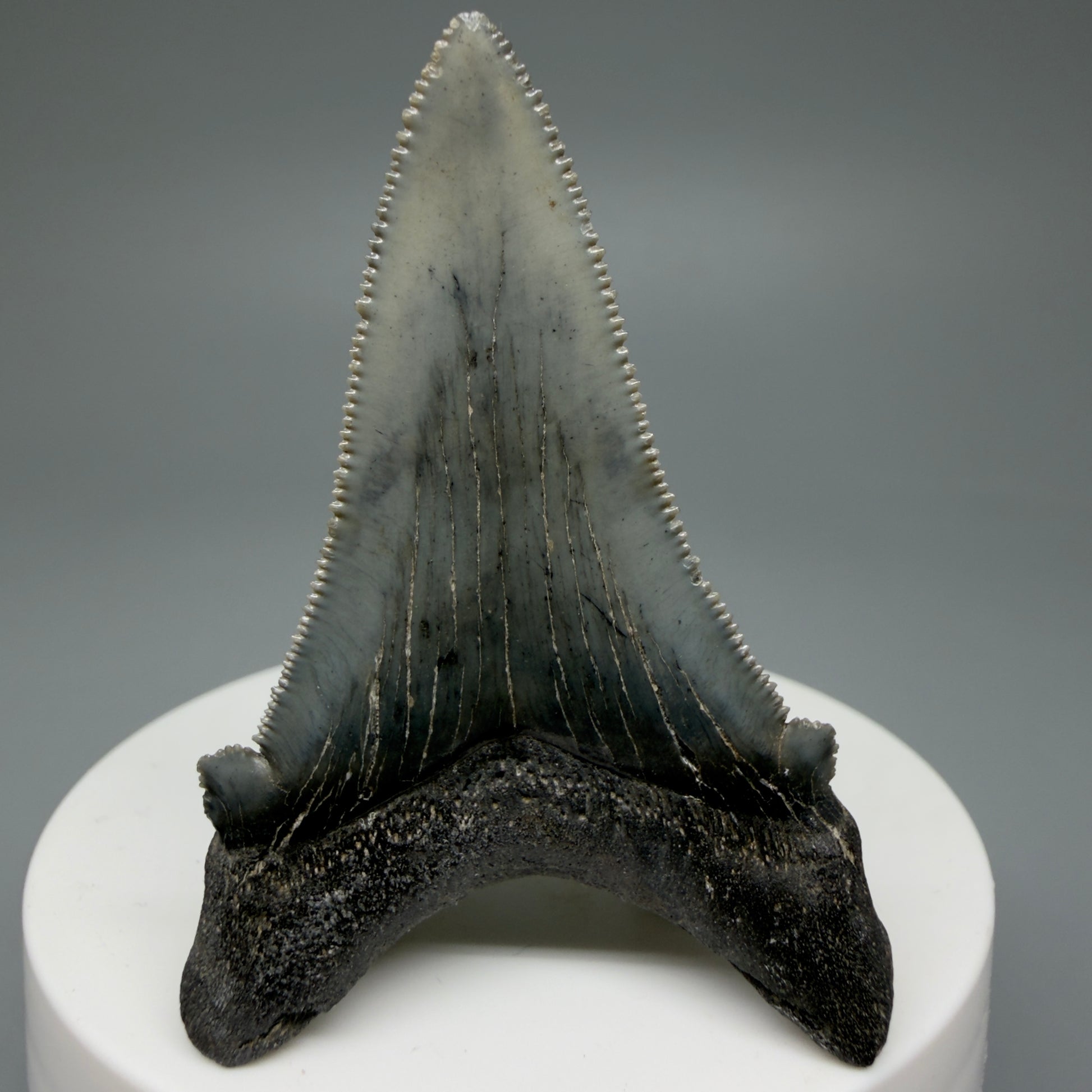 Back View Spectacular 2.34" Serrated Fossil Carcharocles angustidens Shark Tooth from South Carolina GW461