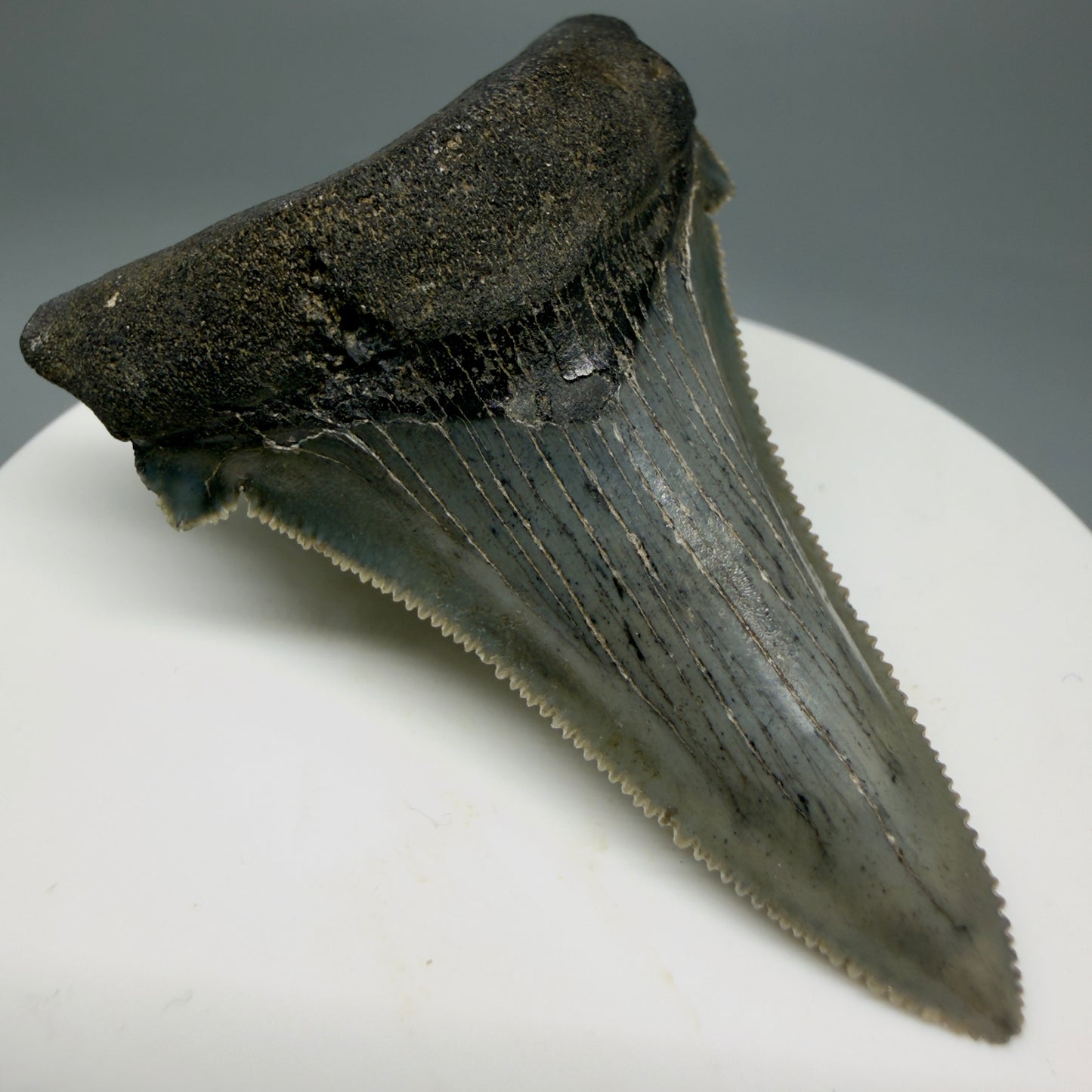 Front Left View Spectacular 2.34" Serrated Fossil Carcharocles angustidens Shark Tooth from South Carolina GW461