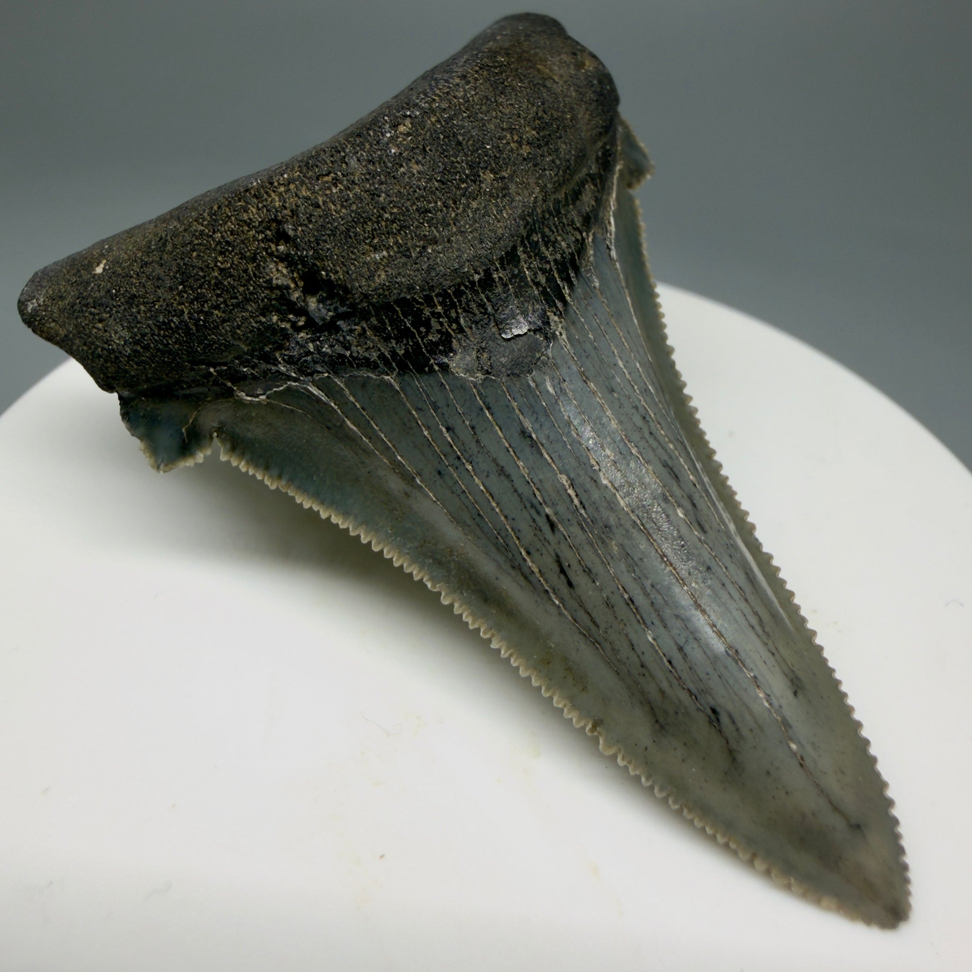 Front Left View Spectacular 2.34" Serrated Fossil Carcharocles angustidens Shark Tooth from South Carolina GW461