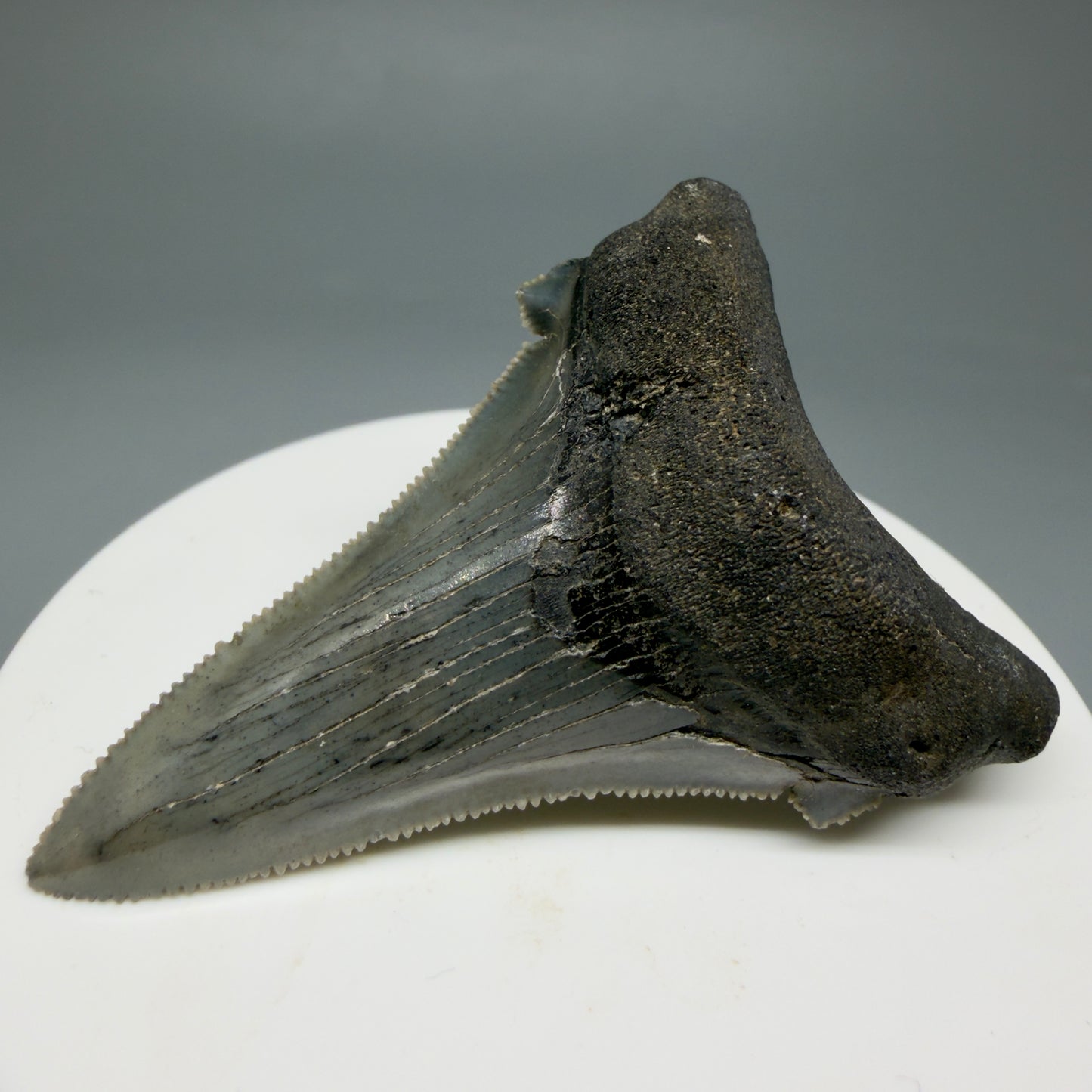 Front Right View Spectacular 2.34" Serrated Fossil Carcharocles angustidens Shark Tooth from South Carolina GW461