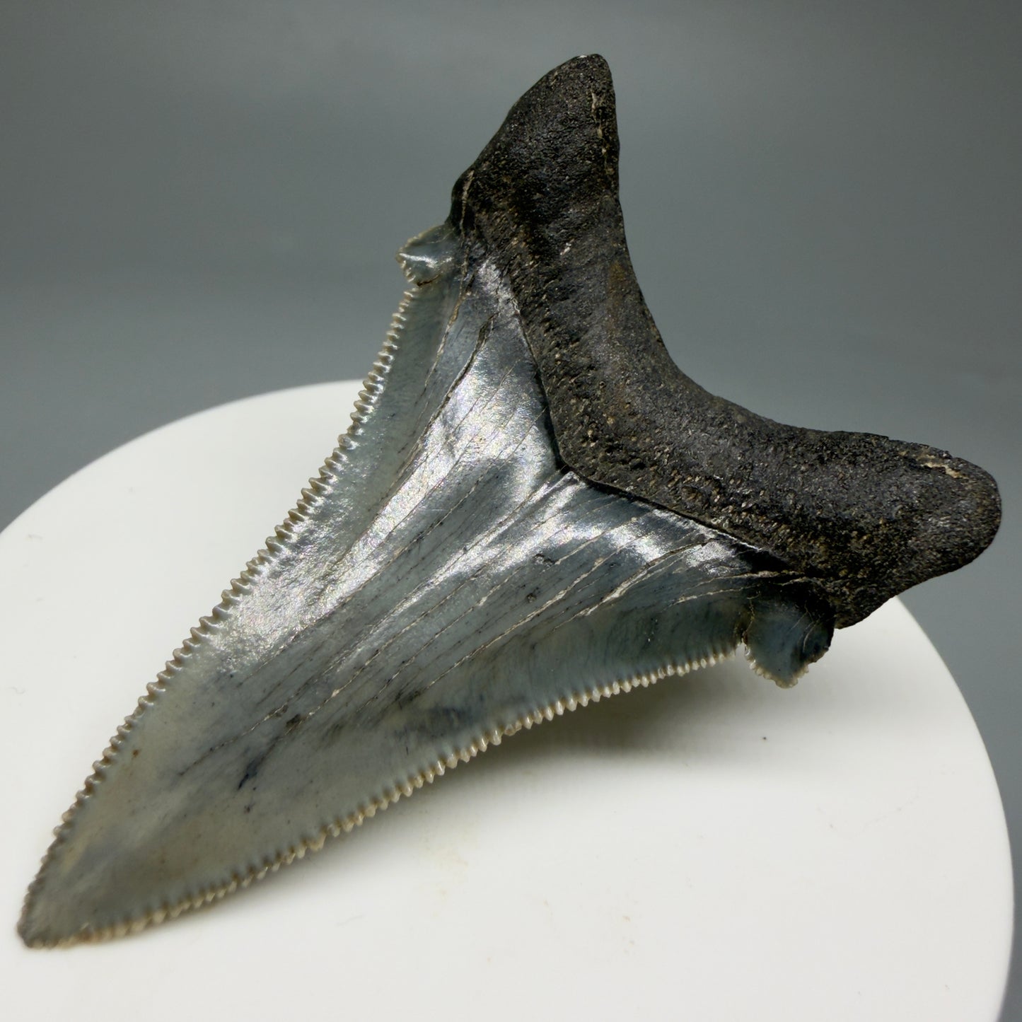 Back Right View Spectacular 2.34" Serrated Fossil Carcharocles angustidens Shark Tooth from South Carolina GW461
