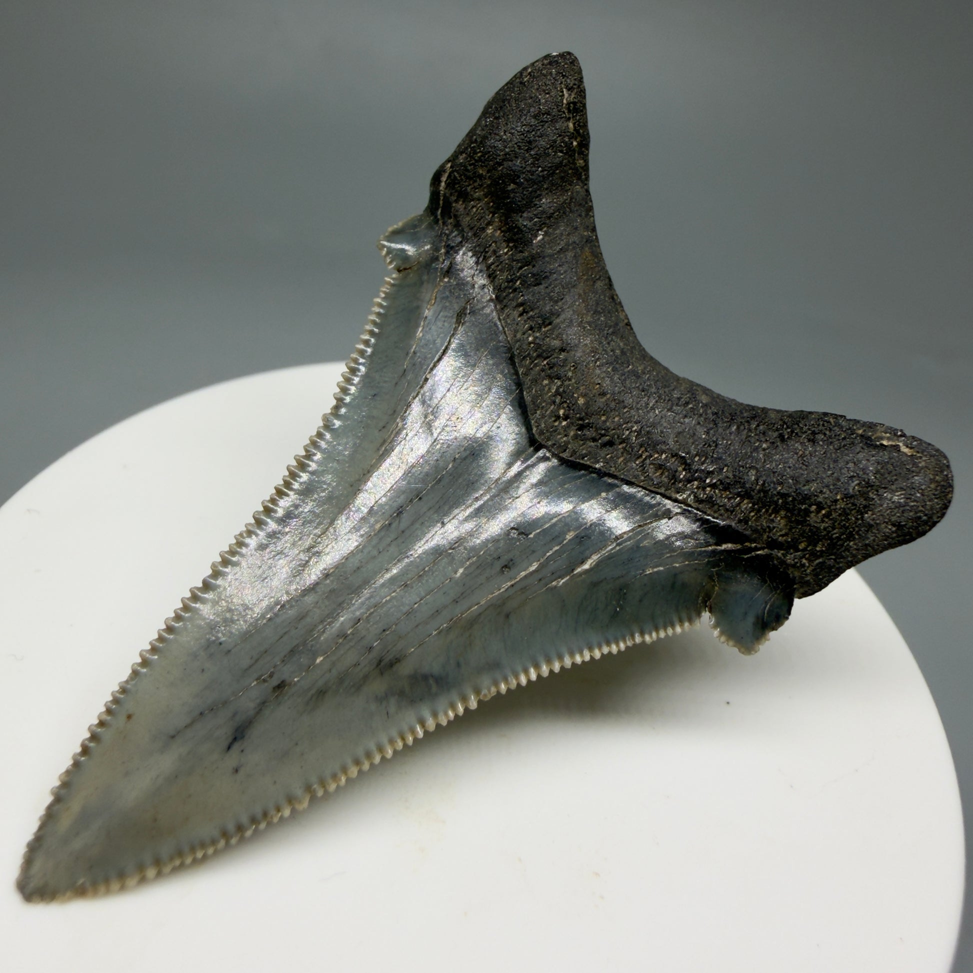 Back Right View Spectacular 2.34" Serrated Fossil Carcharocles angustidens Shark Tooth from South Carolina GW461