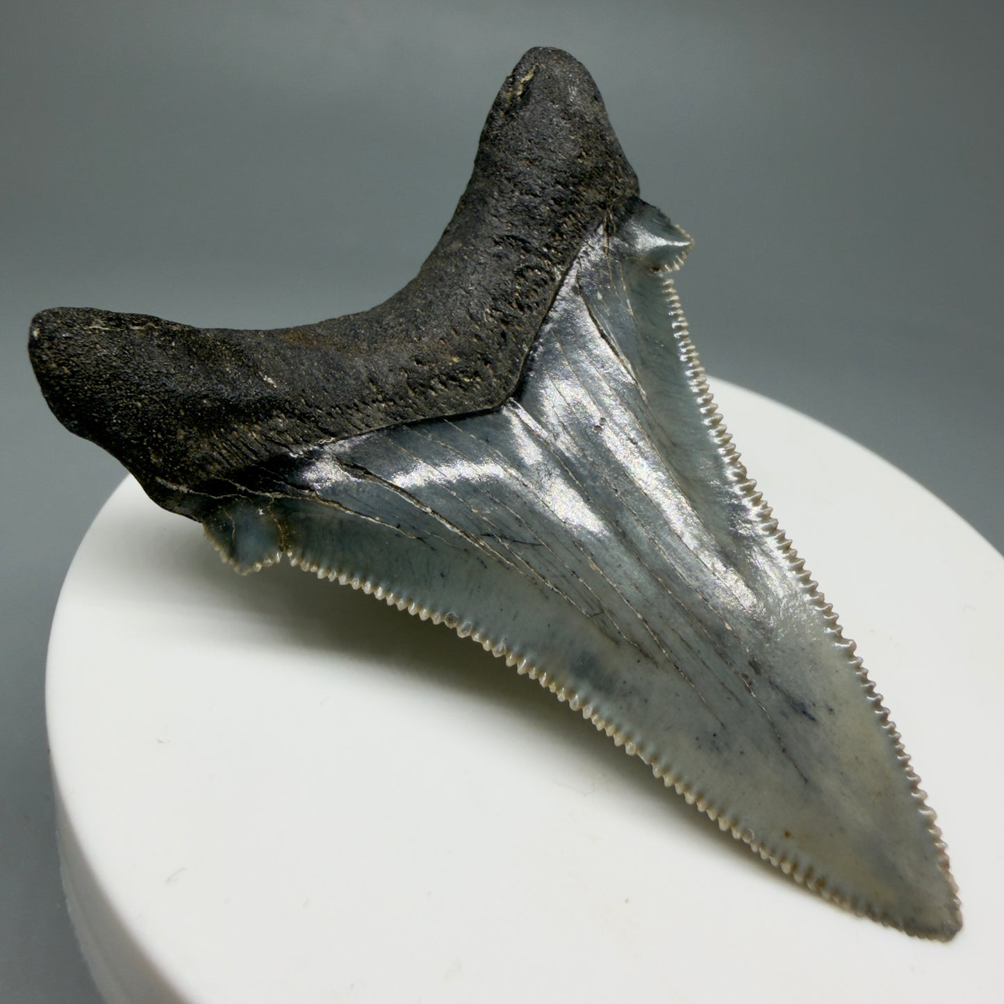 Back Left View Spectacular 2.34" Serrated Fossil Carcharocles angustidens Shark Tooth from South Carolina GW461