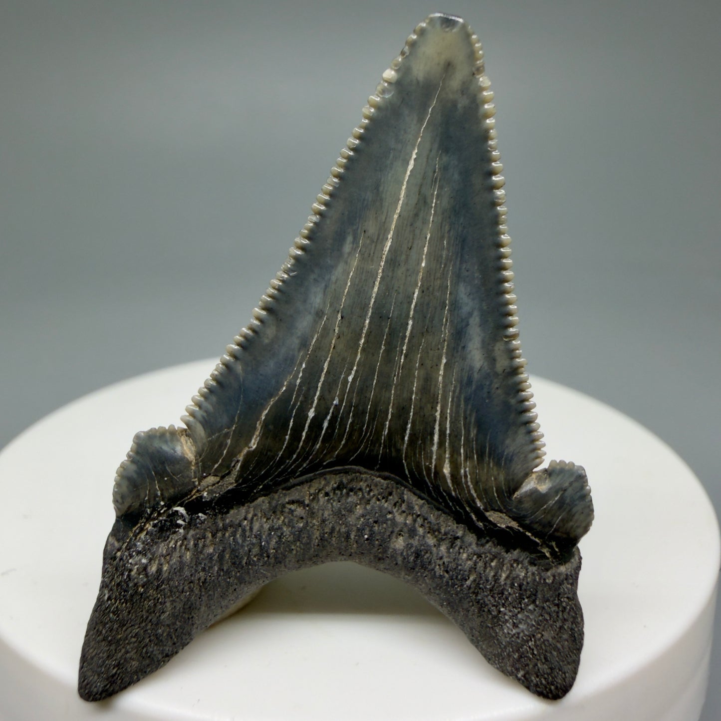 Back View 1.78" Serrated Fossil Carcharocles angustidens Shark Tooth from South Carolina AN460