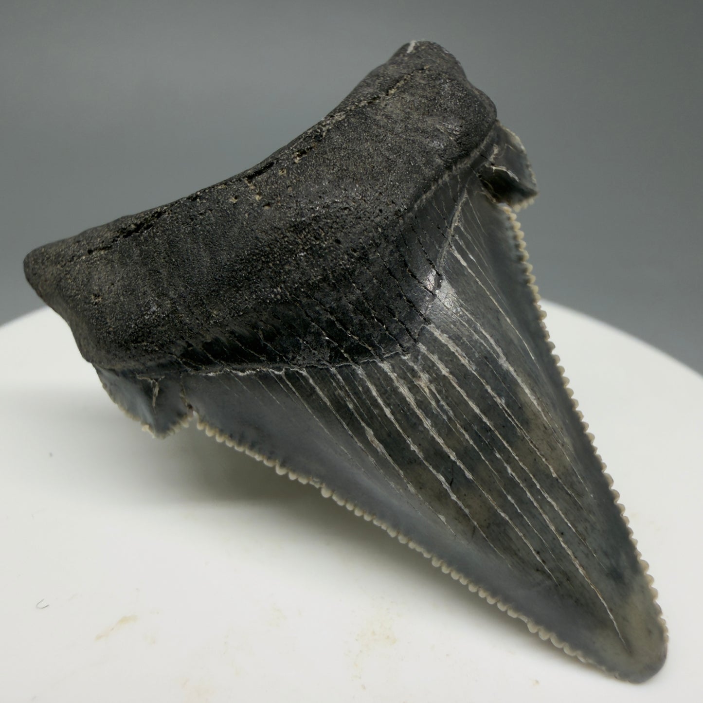 Front Left View 1.78" Serrated Fossil Carcharocles angustidens Shark Tooth from South Carolina AN460