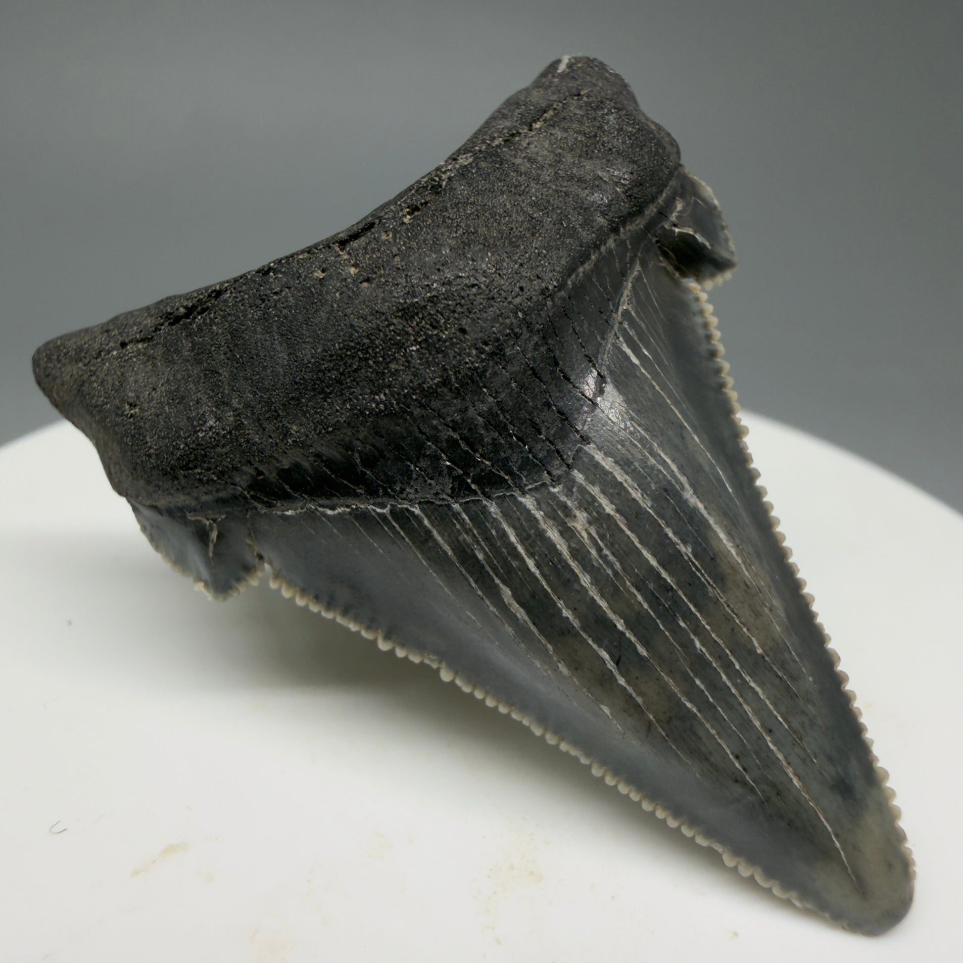 Front Left View 1.78" Serrated Fossil Carcharocles angustidens Shark Tooth from South Carolina AN460