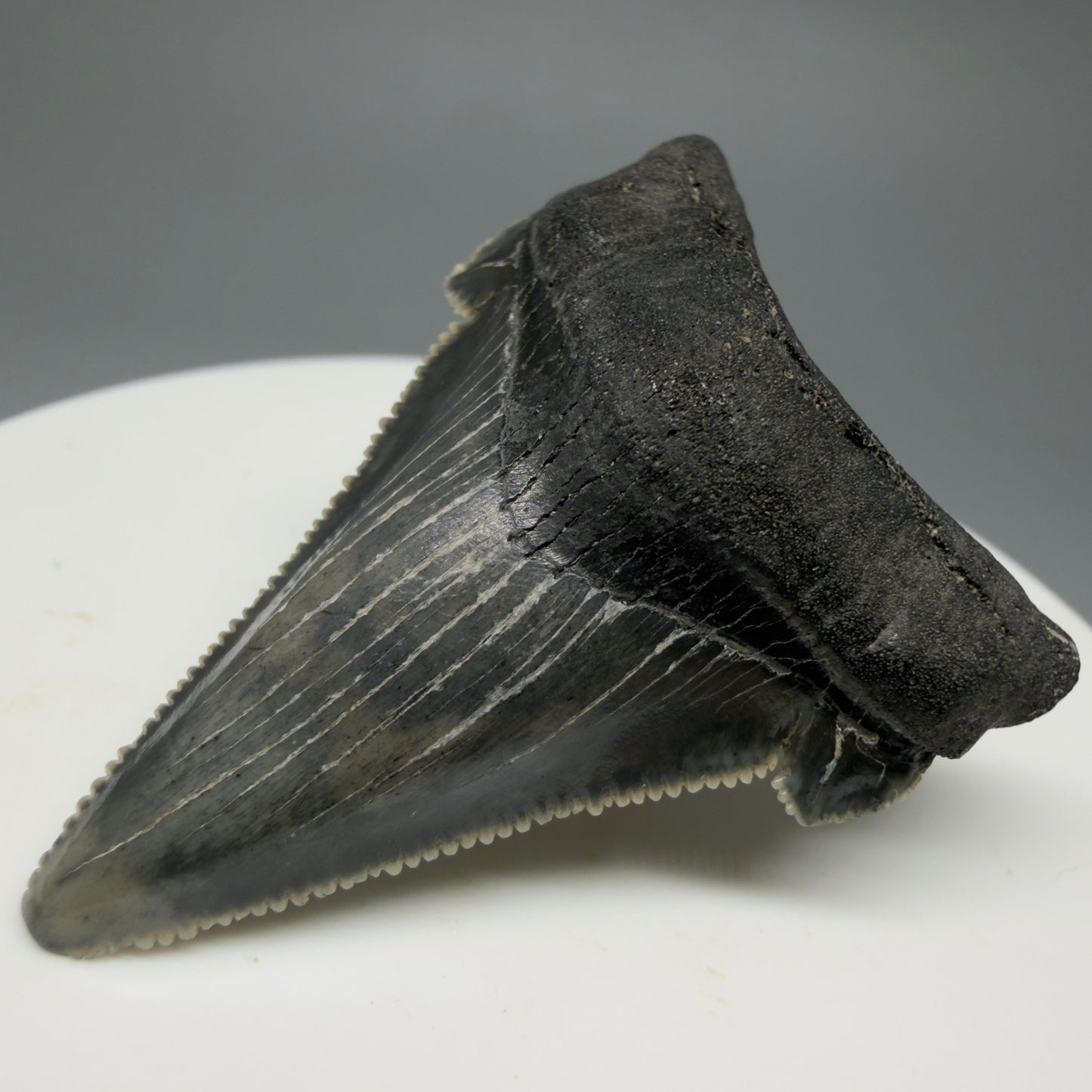 Front Right View 1.78" Serrated Fossil Carcharocles angustidens Shark Tooth from South Carolina AN460