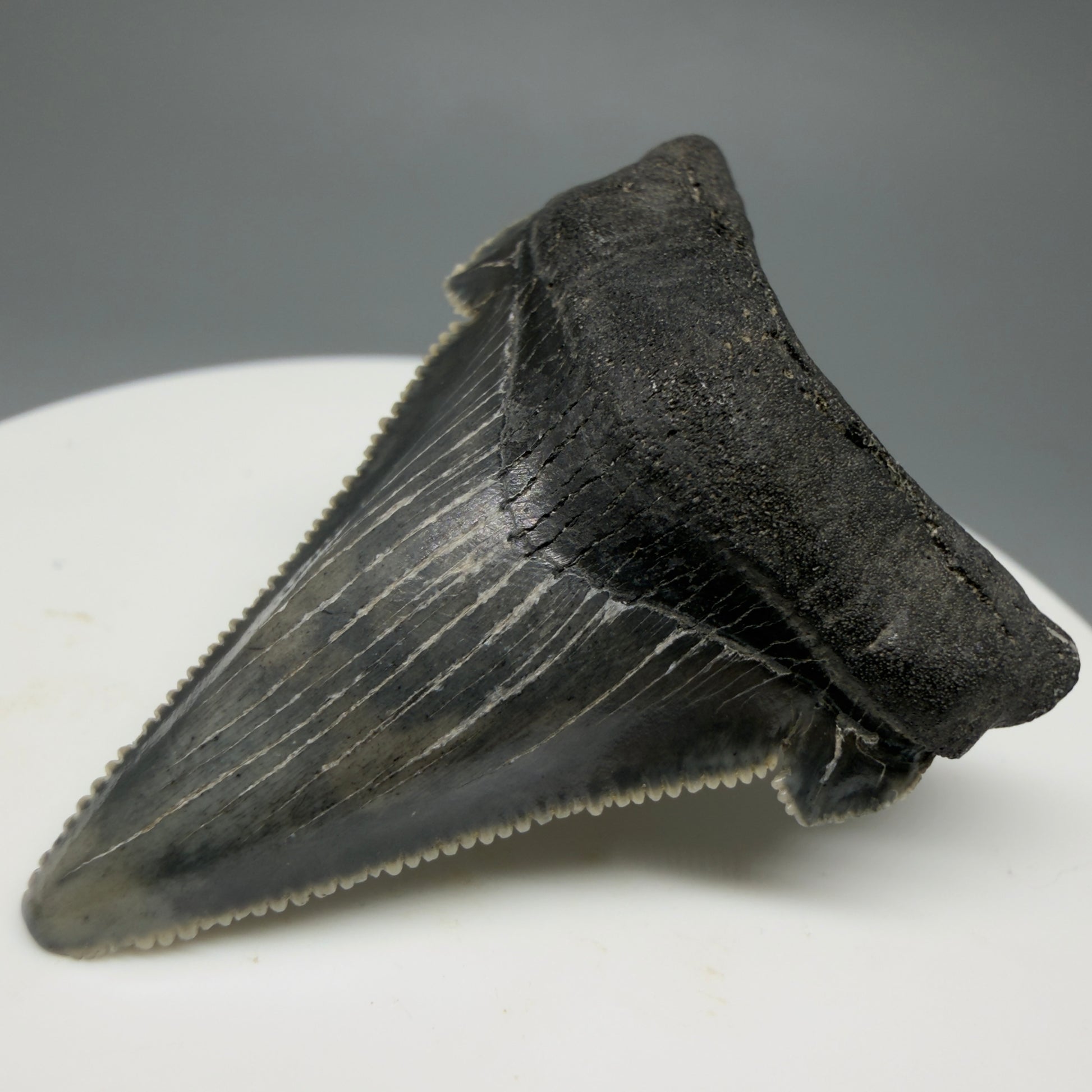 Front Right View 1.78" Serrated Fossil Carcharocles angustidens Shark Tooth from South Carolina AN460