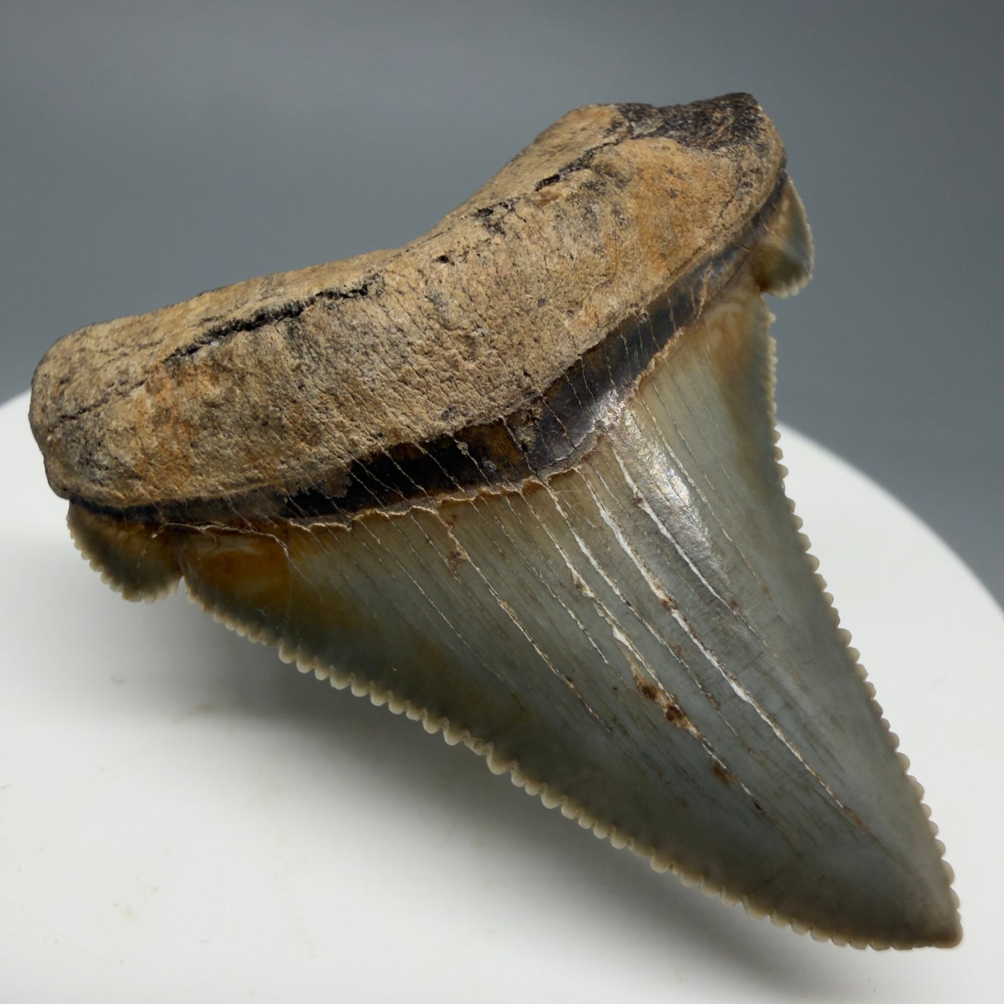 Front Left View 1.82" Fossil Carcharocles angustidens Shark Tooth from Charleston, South Carolina AN463