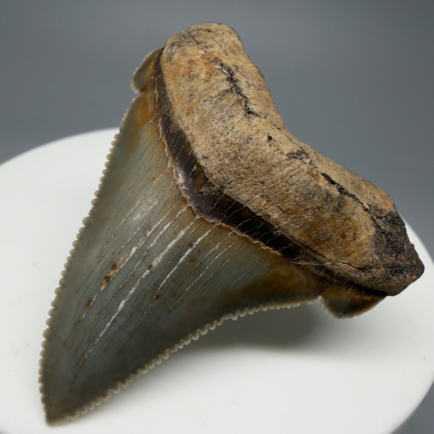 Front Right View 1.82" Fossil Carcharocles angustidens Shark Tooth from Charleston, South Carolina AN463
