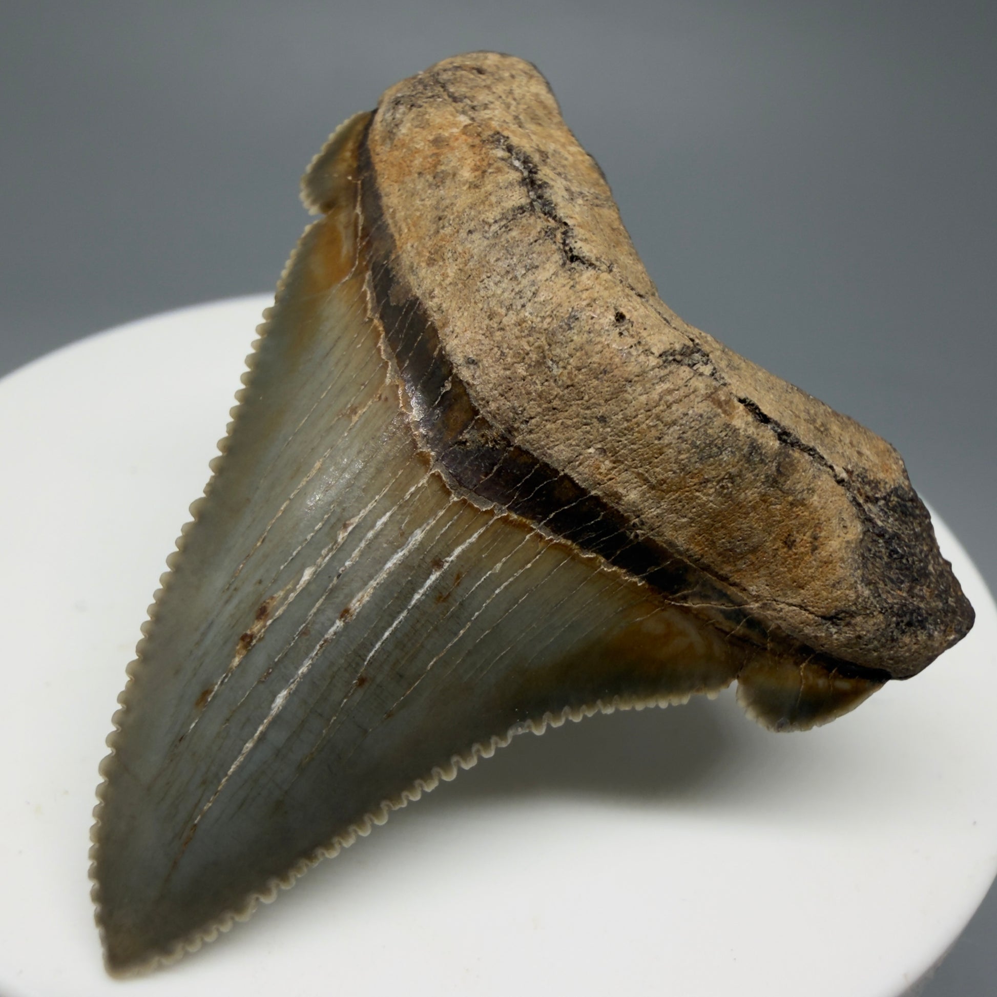 Front Right View 1.82" Fossil Carcharocles angustidens Shark Tooth from Charleston, South Carolina AN463