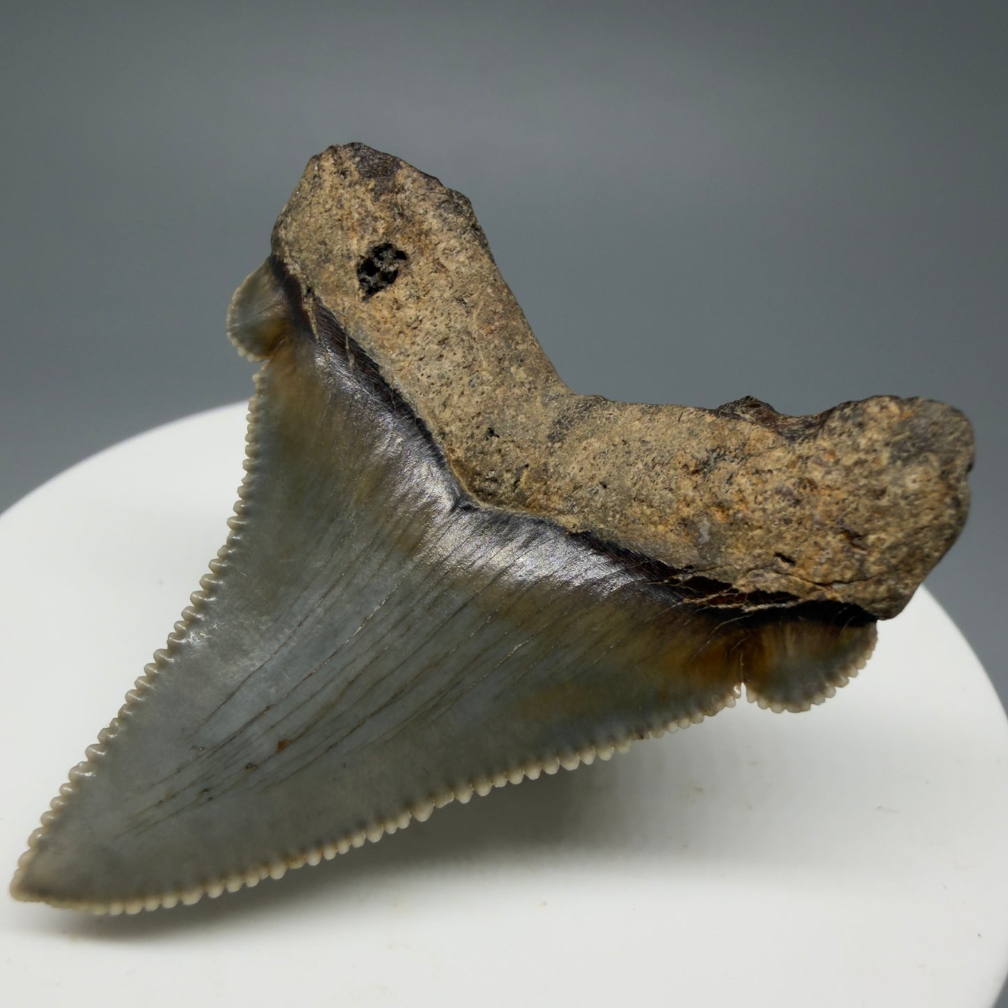 Back Right View 1.82" Fossil Carcharocles angustidens Shark Tooth from Charleston, South Carolina AN463