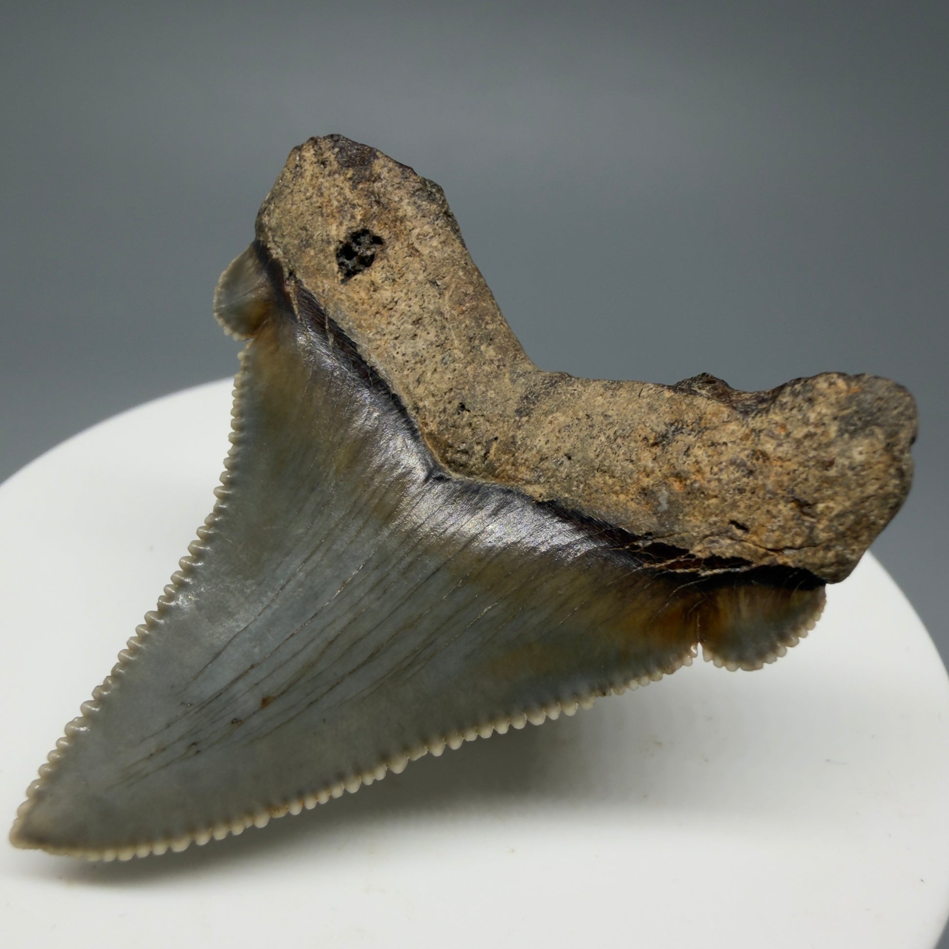 Back Right View 1.82" Fossil Carcharocles angustidens Shark Tooth from Charleston, South Carolina AN463