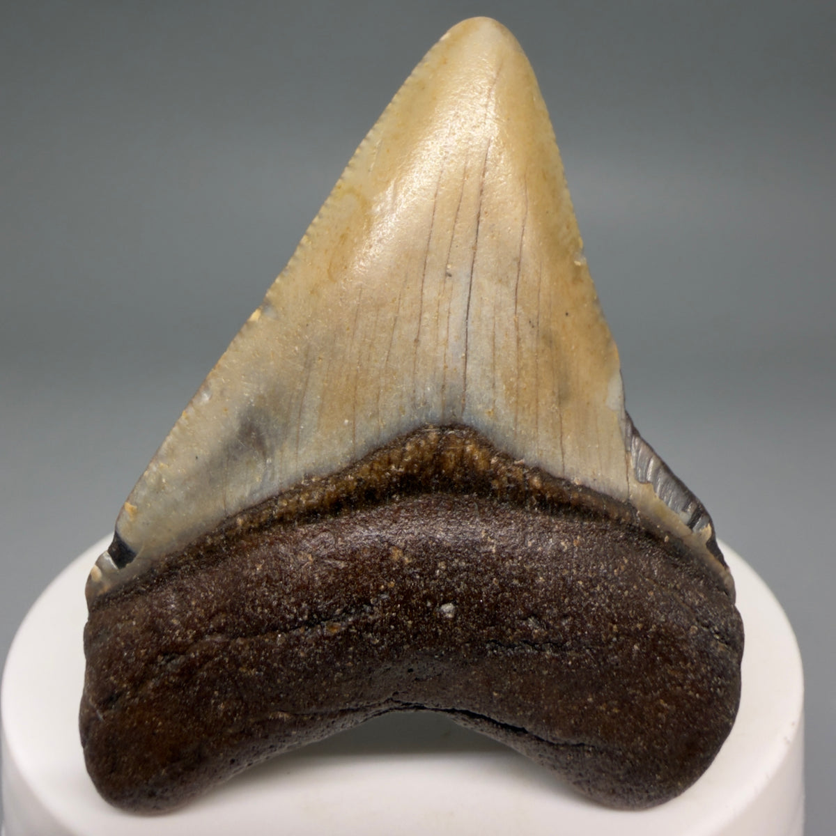 Front View Colorful 2.24" Fossil Megalodon Tooth - Authentic Carcharocles megalodon Fossil from North Carolina megalodonteeth.com CM6621
