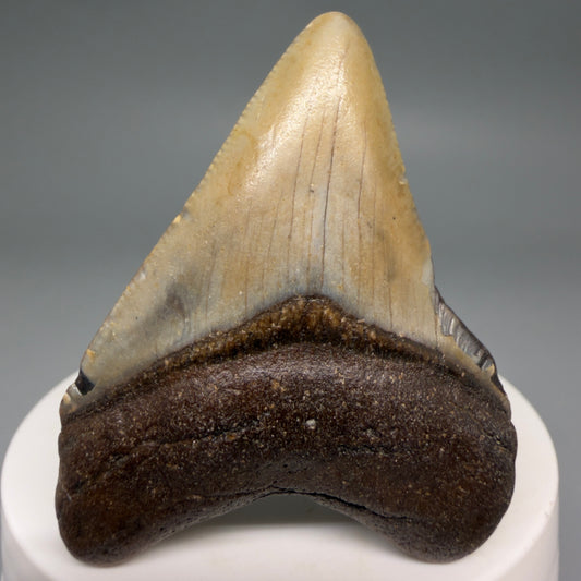 Front View Colorful 2.24" Fossil Megalodon Tooth - Authentic Carcharocles megalodon Fossil from North Carolina megalodonteeth.com CM6621