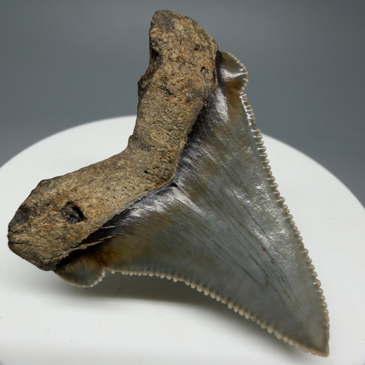 Back Left View 1.82" Fossil Carcharocles angustidens Shark Tooth from Charleston, South Carolina AN463