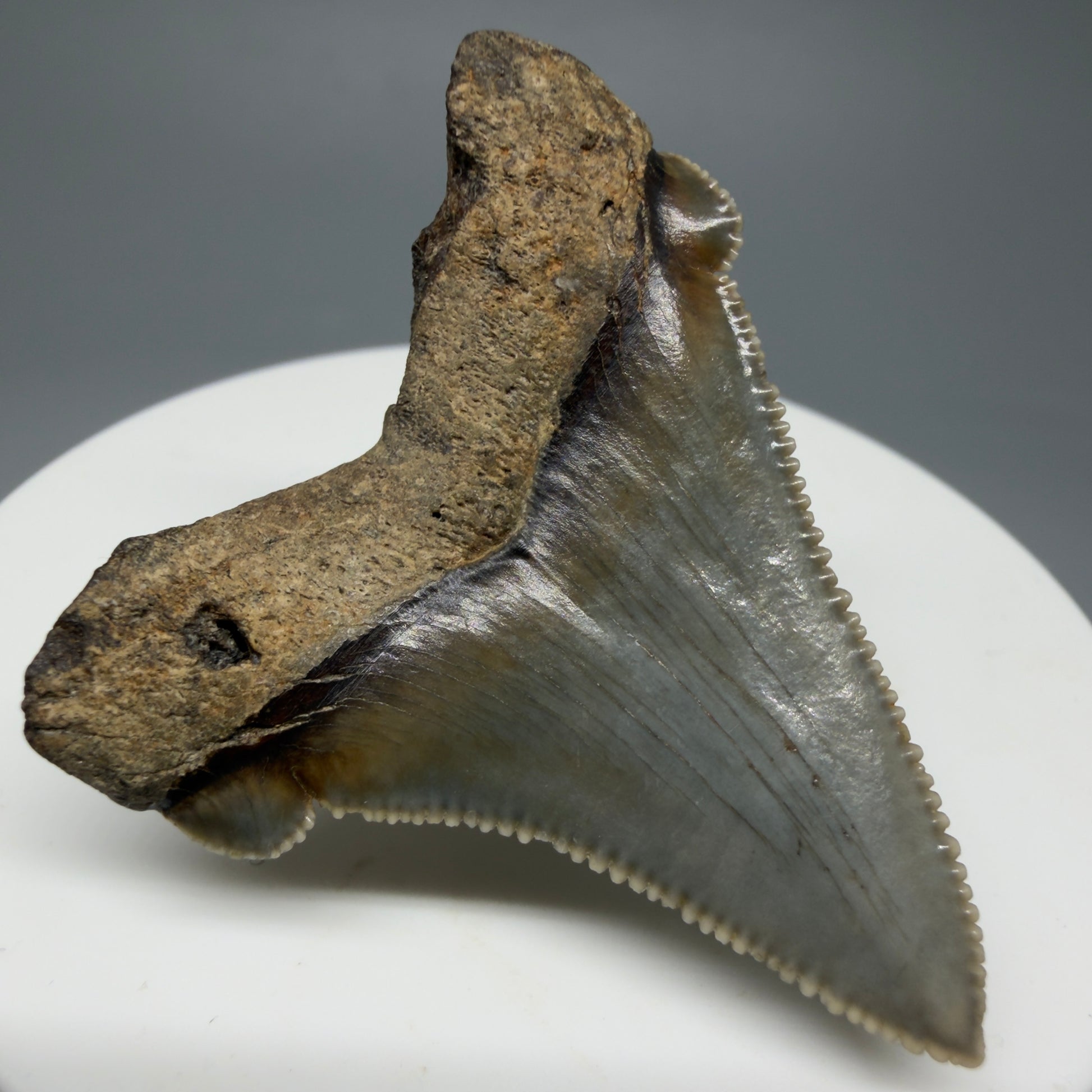 Back Left View 1.82" Fossil Carcharocles angustidens Shark Tooth from Charleston, South Carolina AN463
