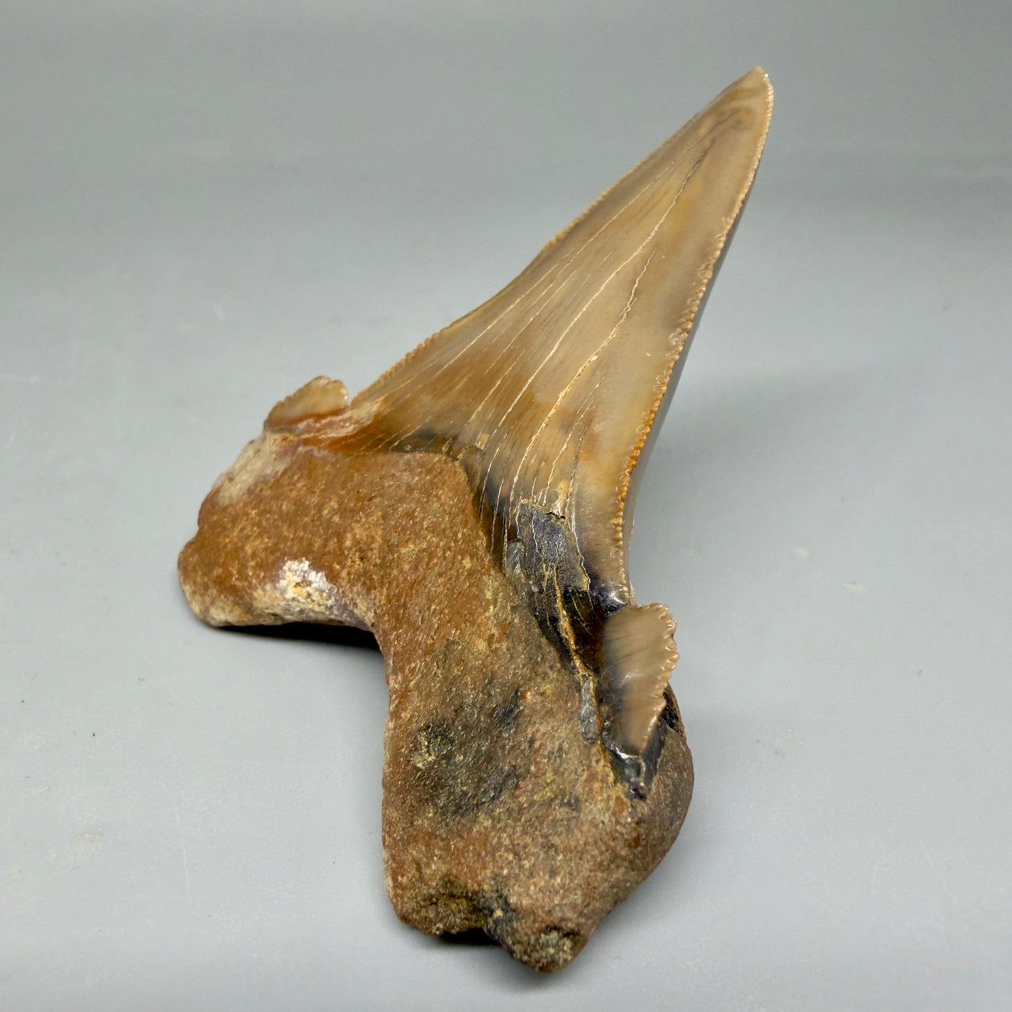 Large, sitting on it's root 3.00" Fossil Carcharocles sokolowi (auriculatus) Shark Tooth - Harleyville, South Carolina AU398