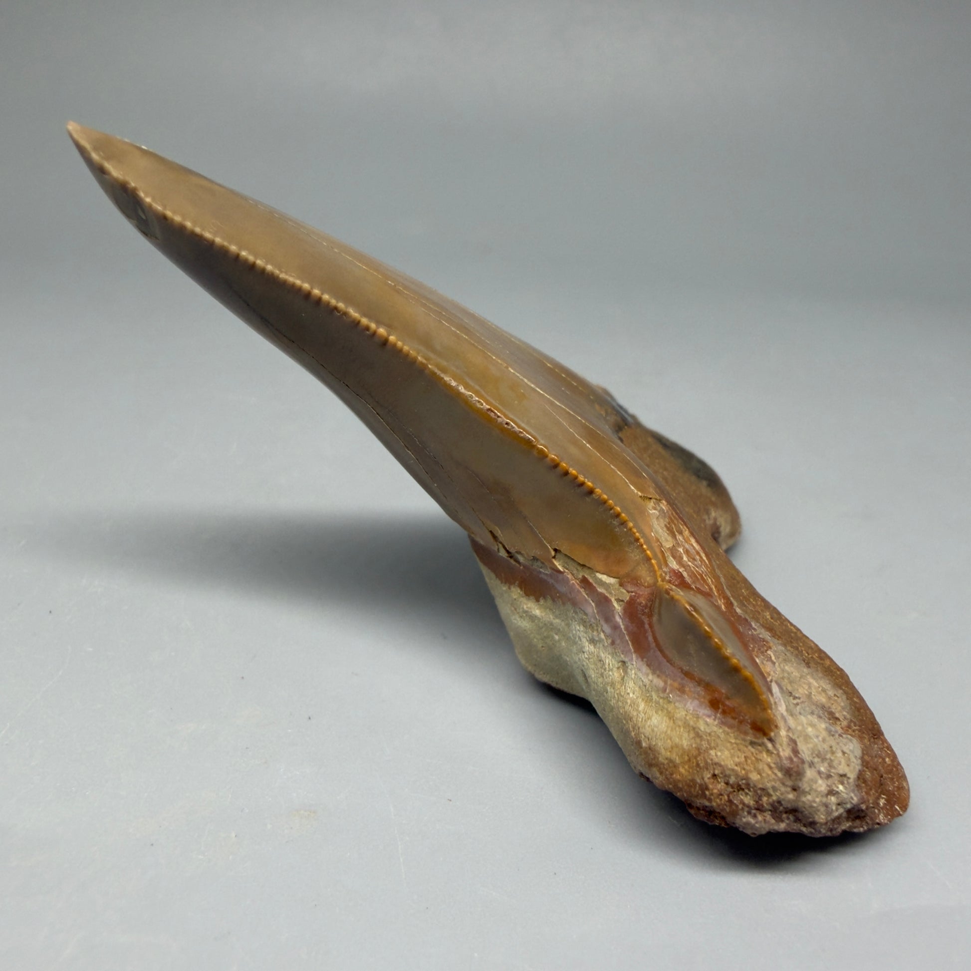 Large, sitting on it's root 3.00" Fossil Carcharocles sokolowi (auriculatus) Shark Tooth - Harleyville, South Carolina AU398 - 1