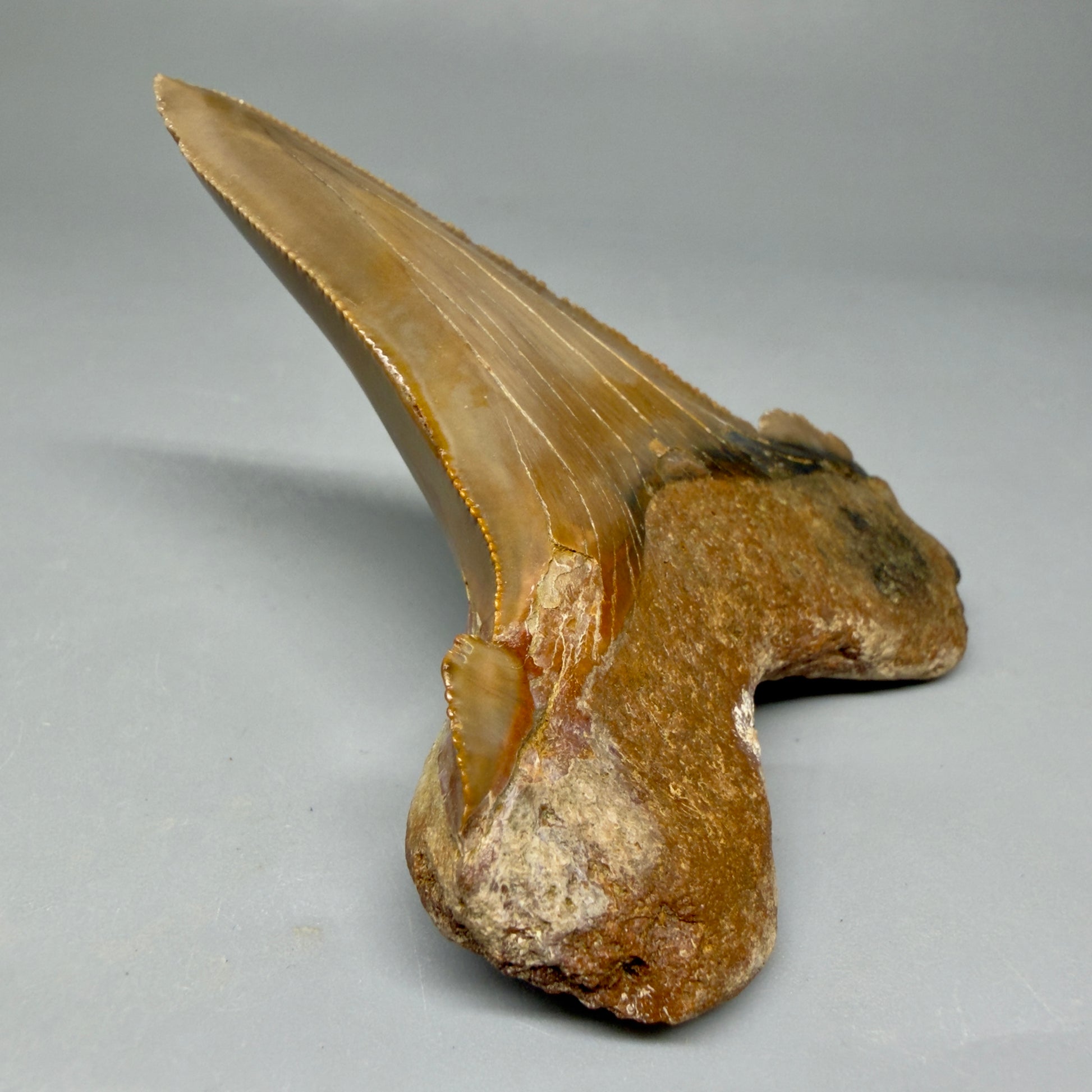Large, sitting on it's root 3.00" Fossil Carcharocles sokolowi (auriculatus) Shark Tooth - Harleyville, South Carolina AU398 - 2