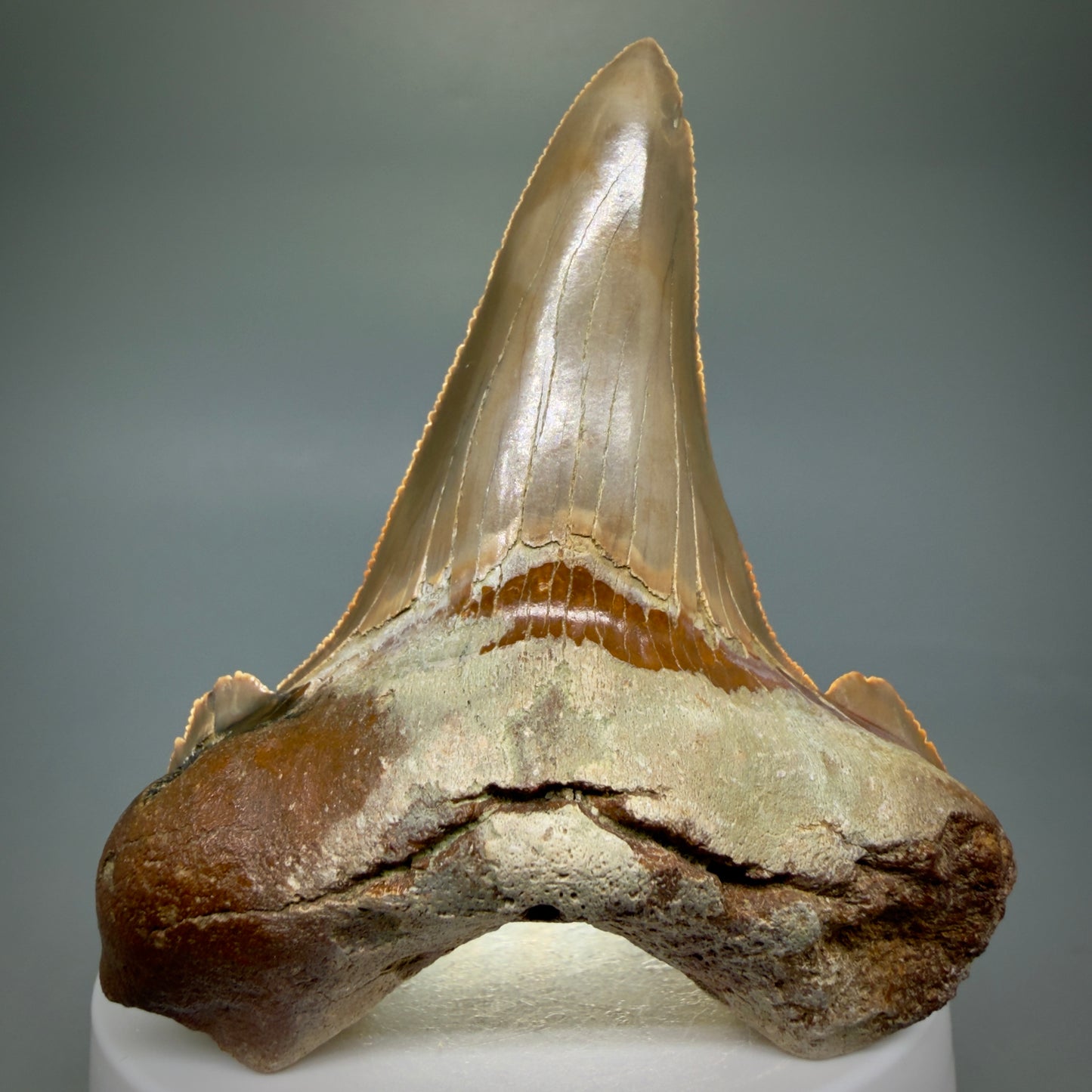 Front View Large 3.00" Fossil Carcharocles sokolowi (auriculatus) Shark Tooth - Harleyville, South Carolina AU398 - 3