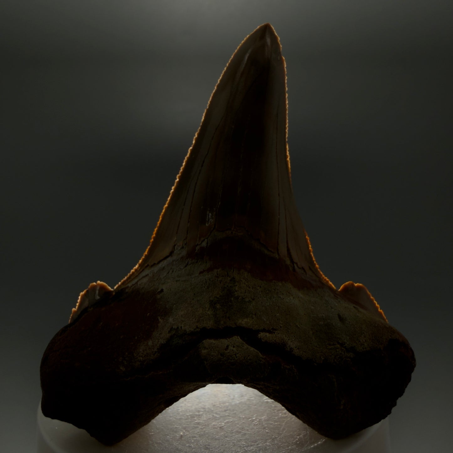 Front View Large 3.00" Fossil Carcharocles sokolowi (auriculatus) Shark Tooth - Harleyville, South Carolina AU398 - 2