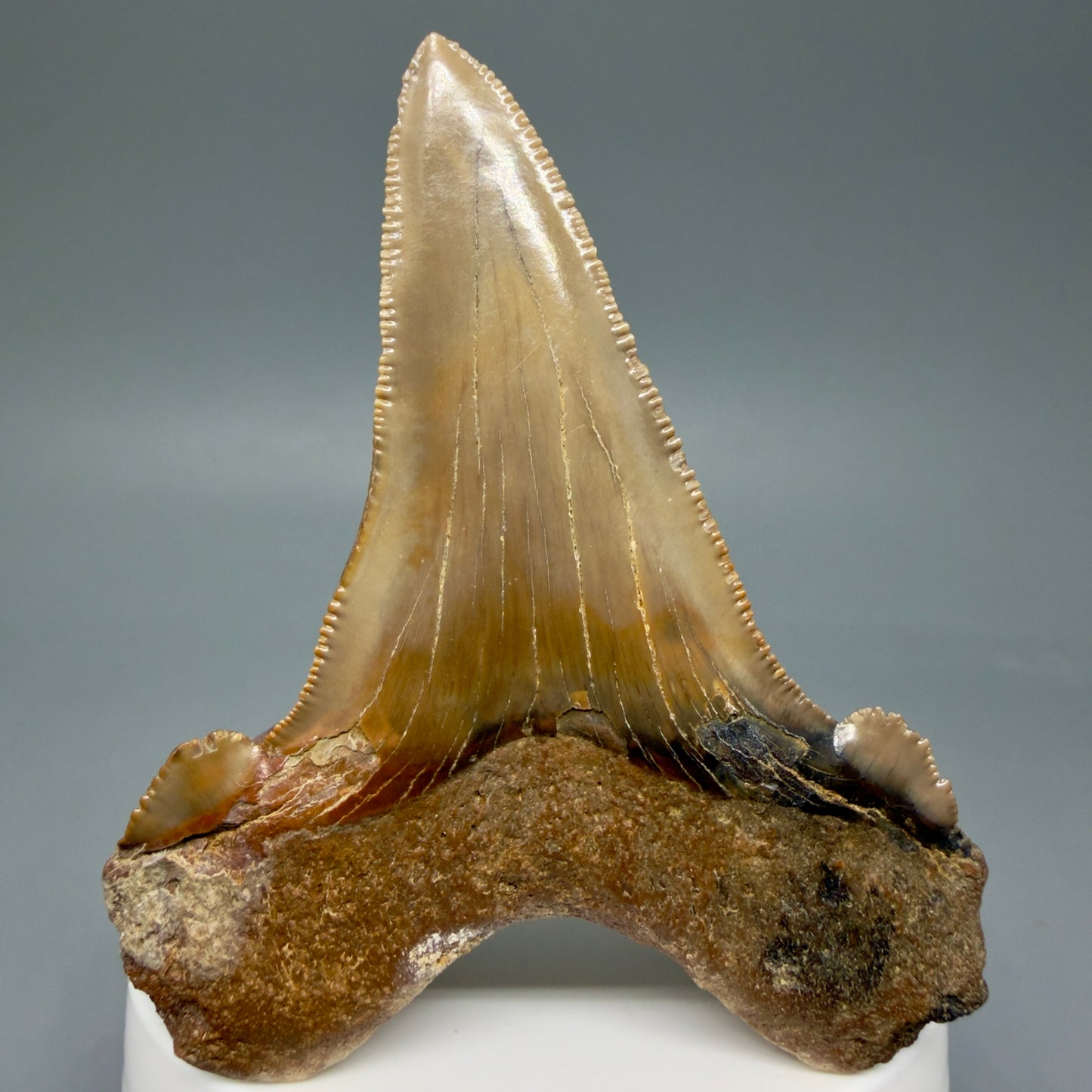 Back View Large 3.00" Fossil Carcharocles sokolowi (auriculatus) Shark Tooth - Harleyville, South Carolina AU398