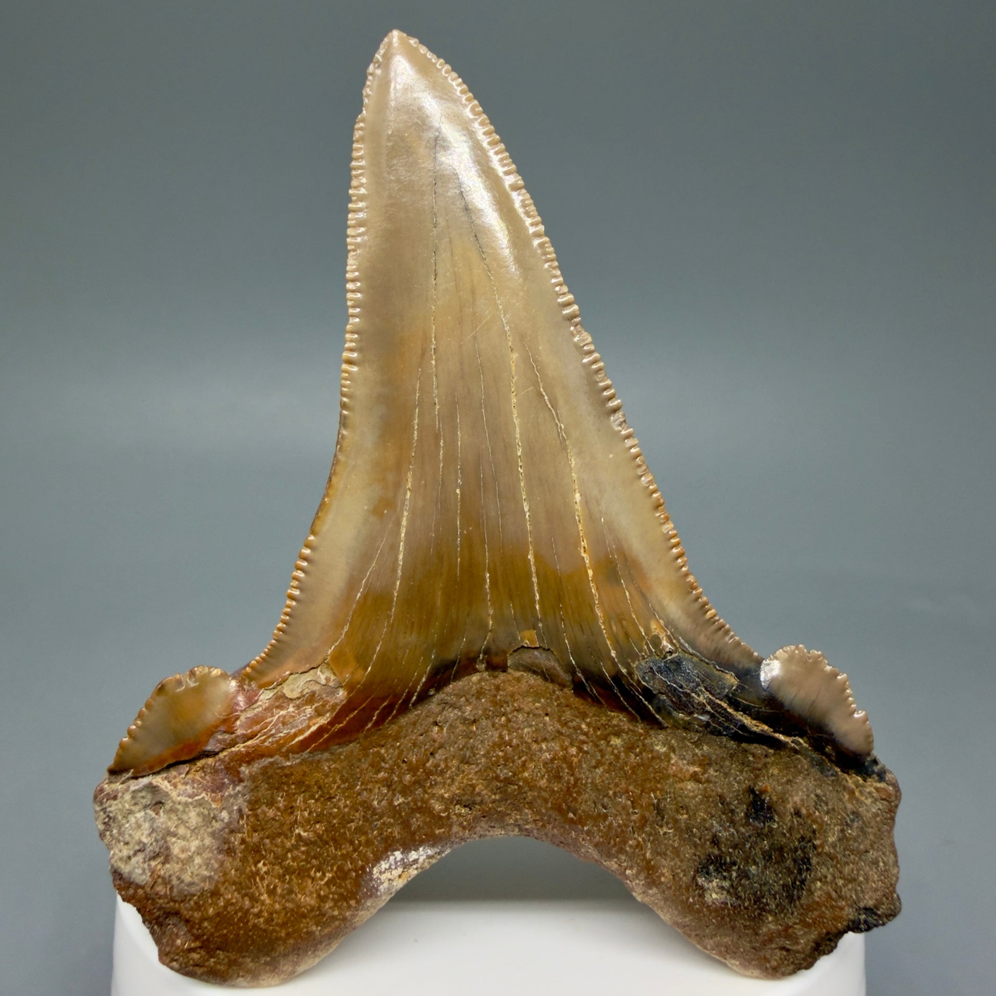 Back View Large 3.00" Fossil Carcharocles sokolowi (auriculatus) Shark Tooth - Harleyville, South Carolina AU398