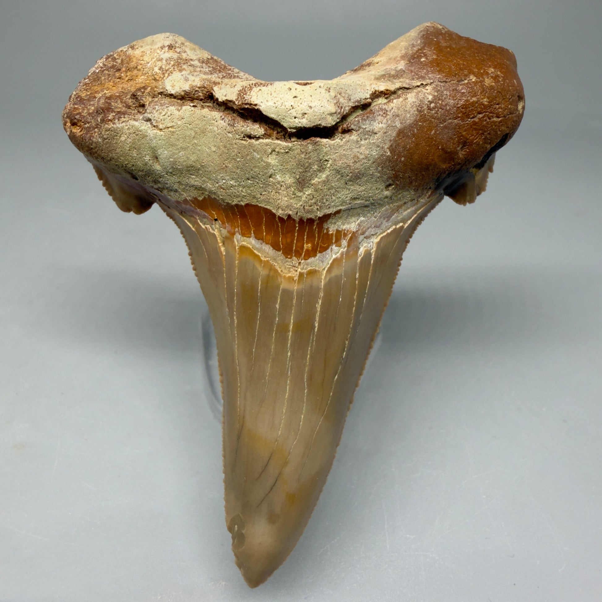Front View Large 3.00" Fossil Carcharocles sokolowi (auriculatus) Shark Tooth - Harleyville, South Carolina AU398 - 1