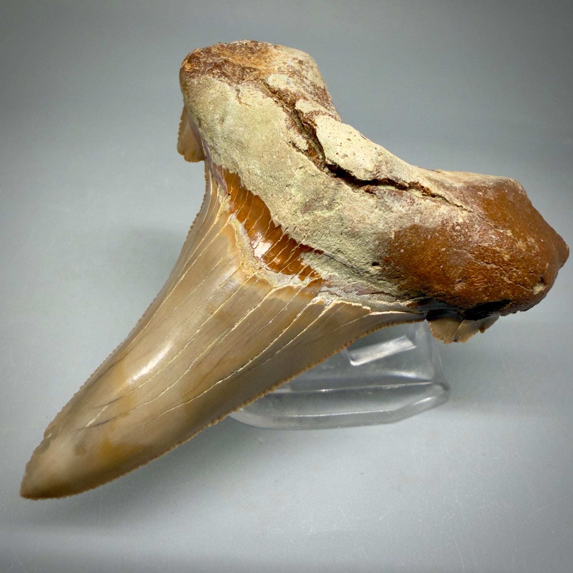 Front Right View Large 3.00" Fossil Carcharocles sokolowi (auriculatus) Shark Tooth - Harleyville, South Carolina AU398