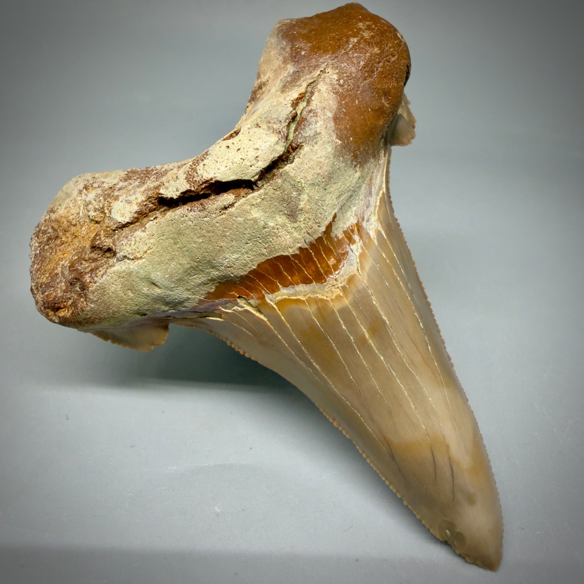 Front Left View Large 3.00" Fossil Carcharocles sokolowi (auriculatus) Shark Tooth - Harleyville, South Carolina AU398