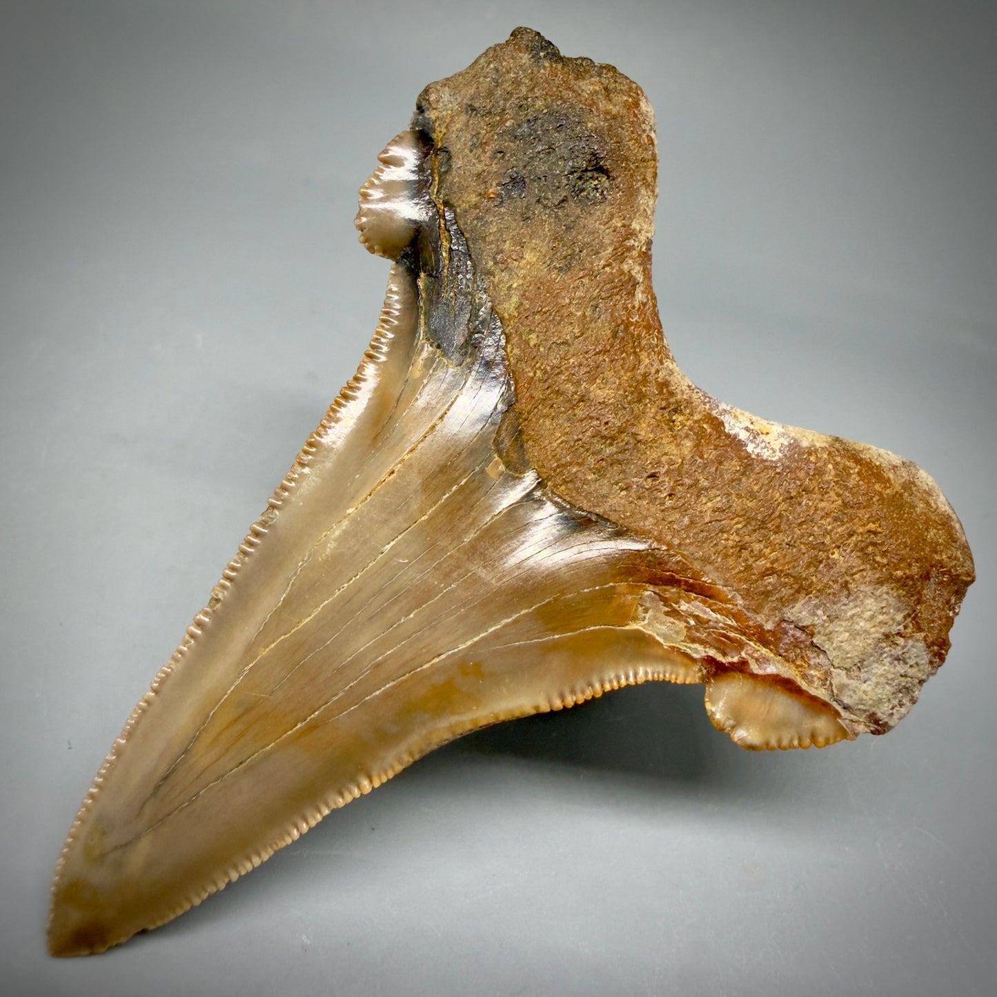 Back Right View Large 3.00" Fossil Carcharocles sokolowi (auriculatus) Shark Tooth - Harleyville, South Carolina AU398