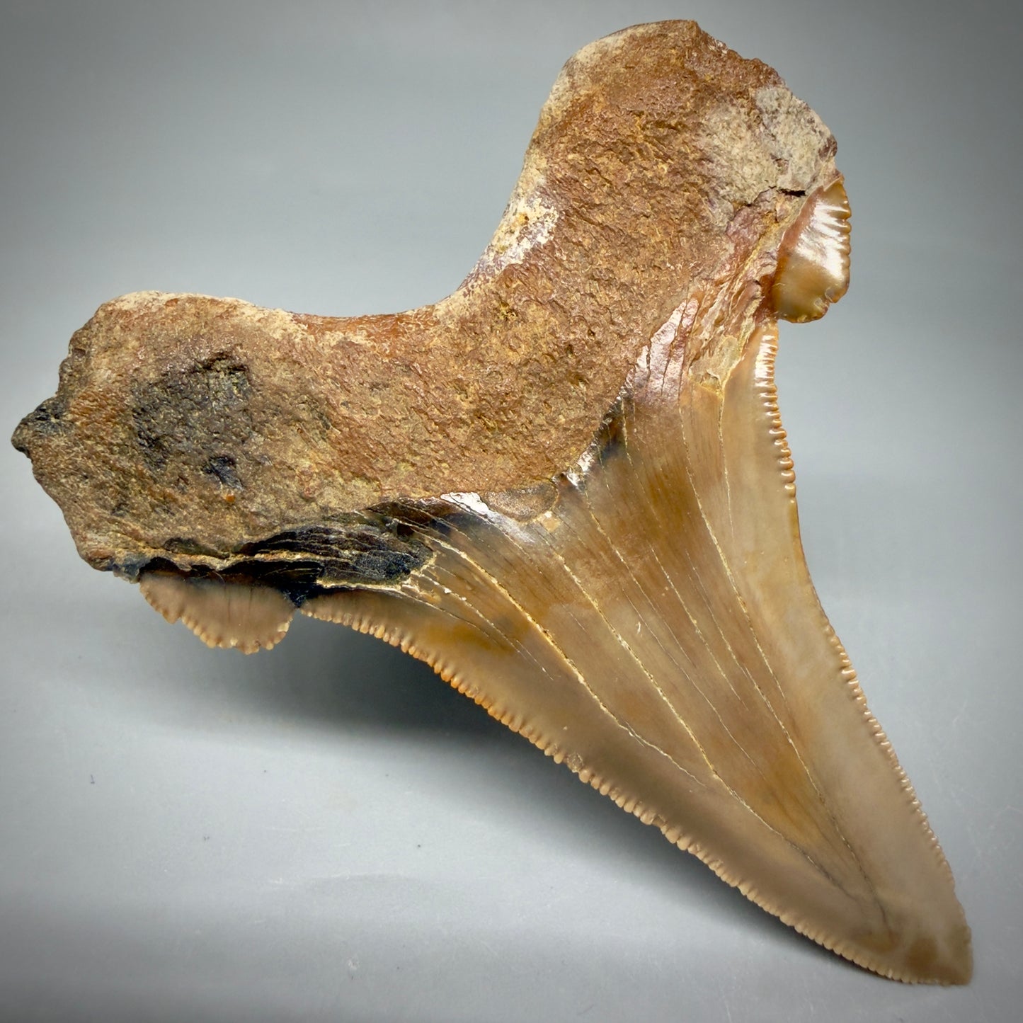 Back Left View Large 3.00" Fossil Carcharocles sokolowi (auriculatus) Shark Tooth - Harleyville, South Carolina AU398