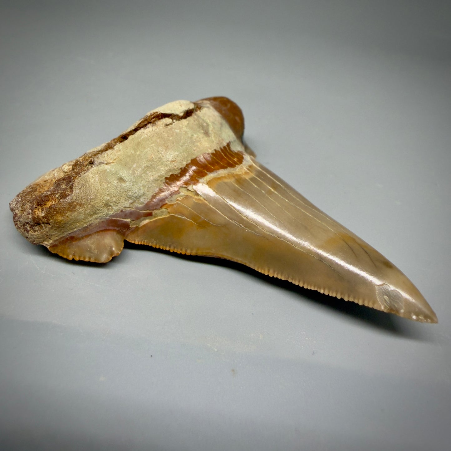 Large 3.00" Fossil Carcharocles sokolowi (auriculatus) Shark Tooth - Harleyville, South Carolina