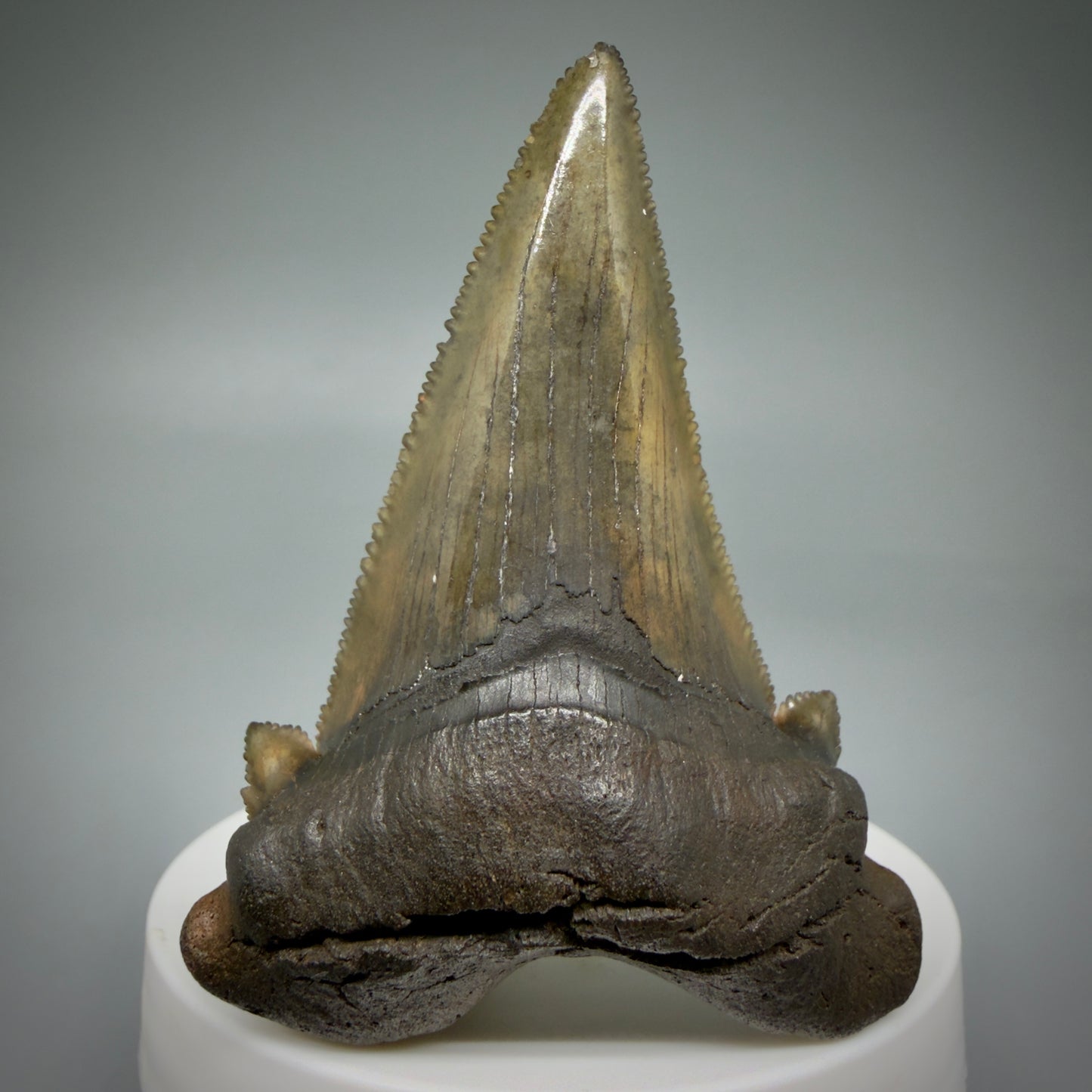 Front View Large 2.72" Sharply Serrated Fossil Carcharocles sokolowi (auriculatus) Shark Tooth from North Carolina (Copy) AU396