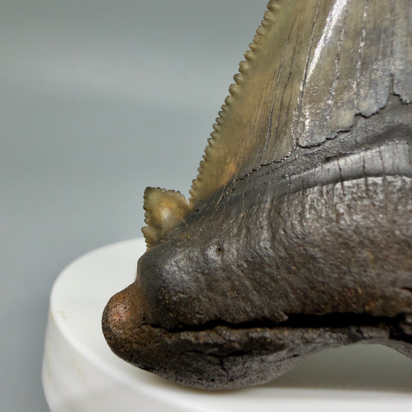 Left Cusp detail View 2.72" Sharply Serrated Fossil Carcharocles sokolowi (auriculatus) Shark Tooth from North Carolina AU396