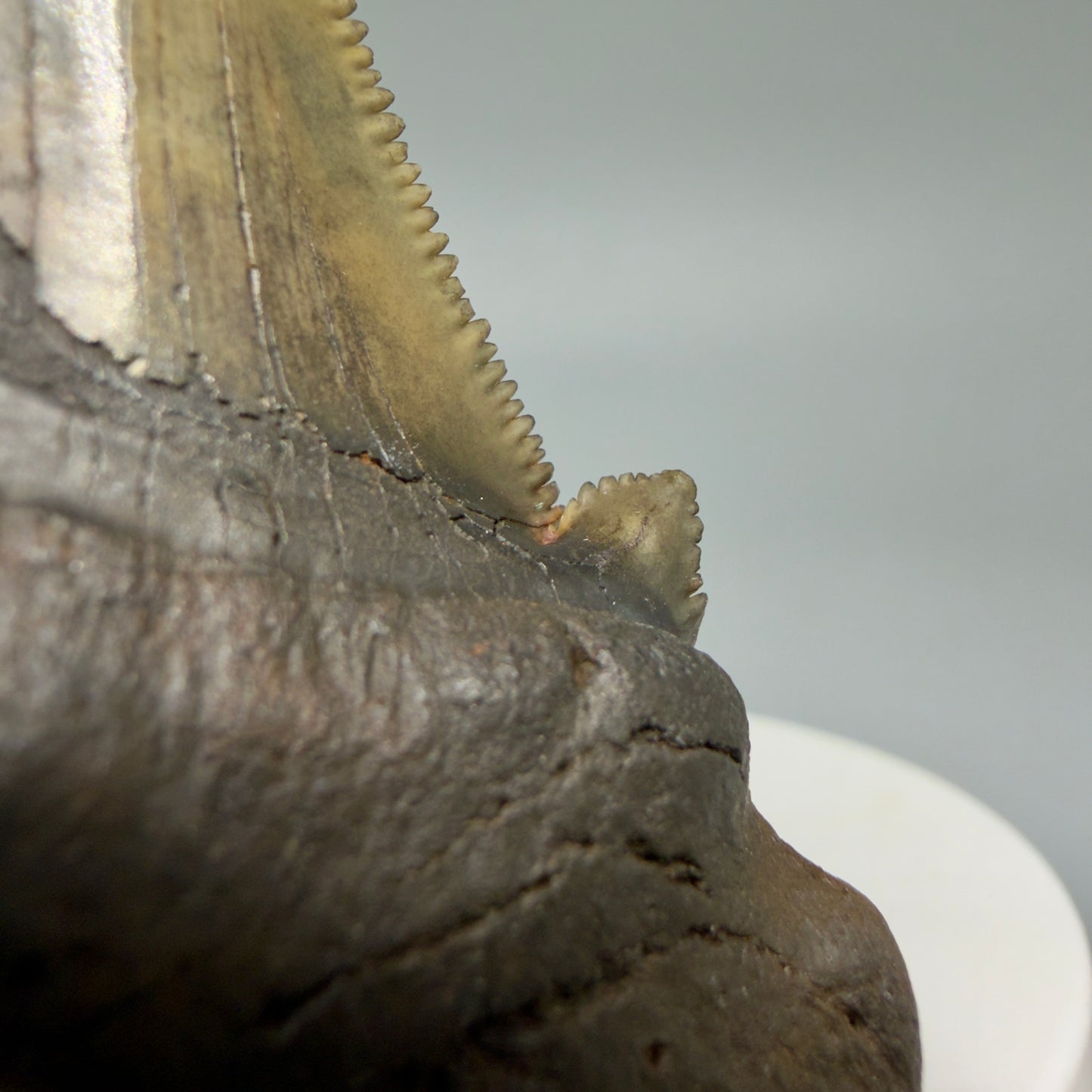 Right Cusp detail View 2.72" Sharply Serrated Fossil Carcharocles sokolowi (auriculatus) Shark Tooth from North Carolina AU396