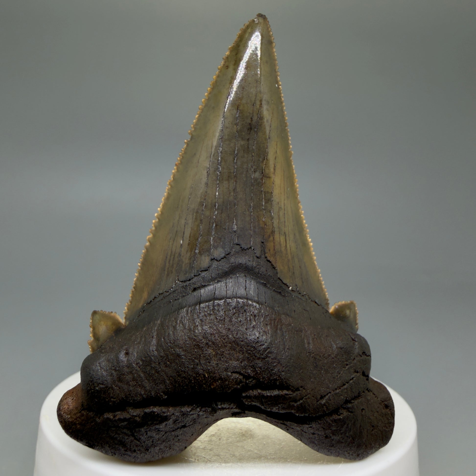 Front View Large 2.72" Sharply Serrated Fossil Carcharocles sokolowi (auriculatus) Shark Tooth from North Carolina (Copy) AU396 - 3