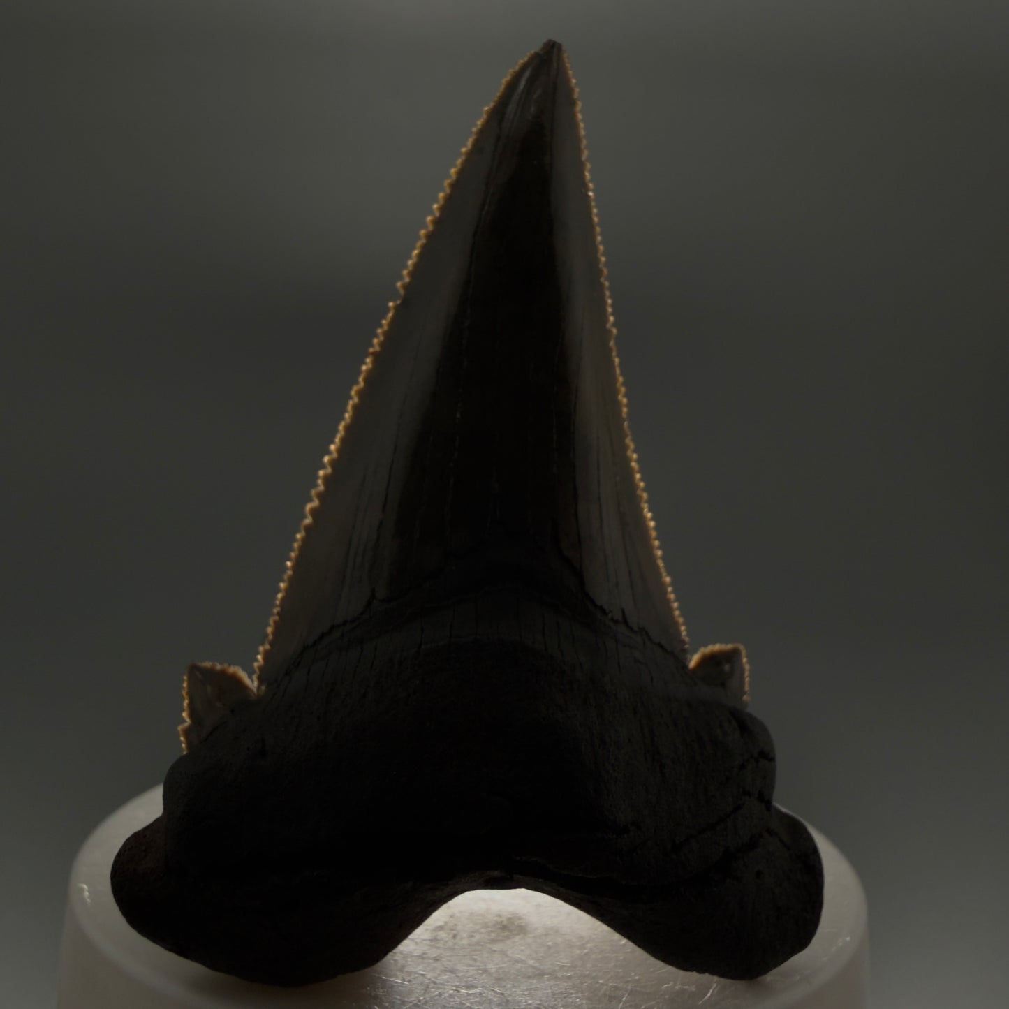 Front View Large 2.72" Sharply Serrated Fossil Carcharocles sokolowi (auriculatus) Shark Tooth from North Carolina (Copy) AU396 - 2
