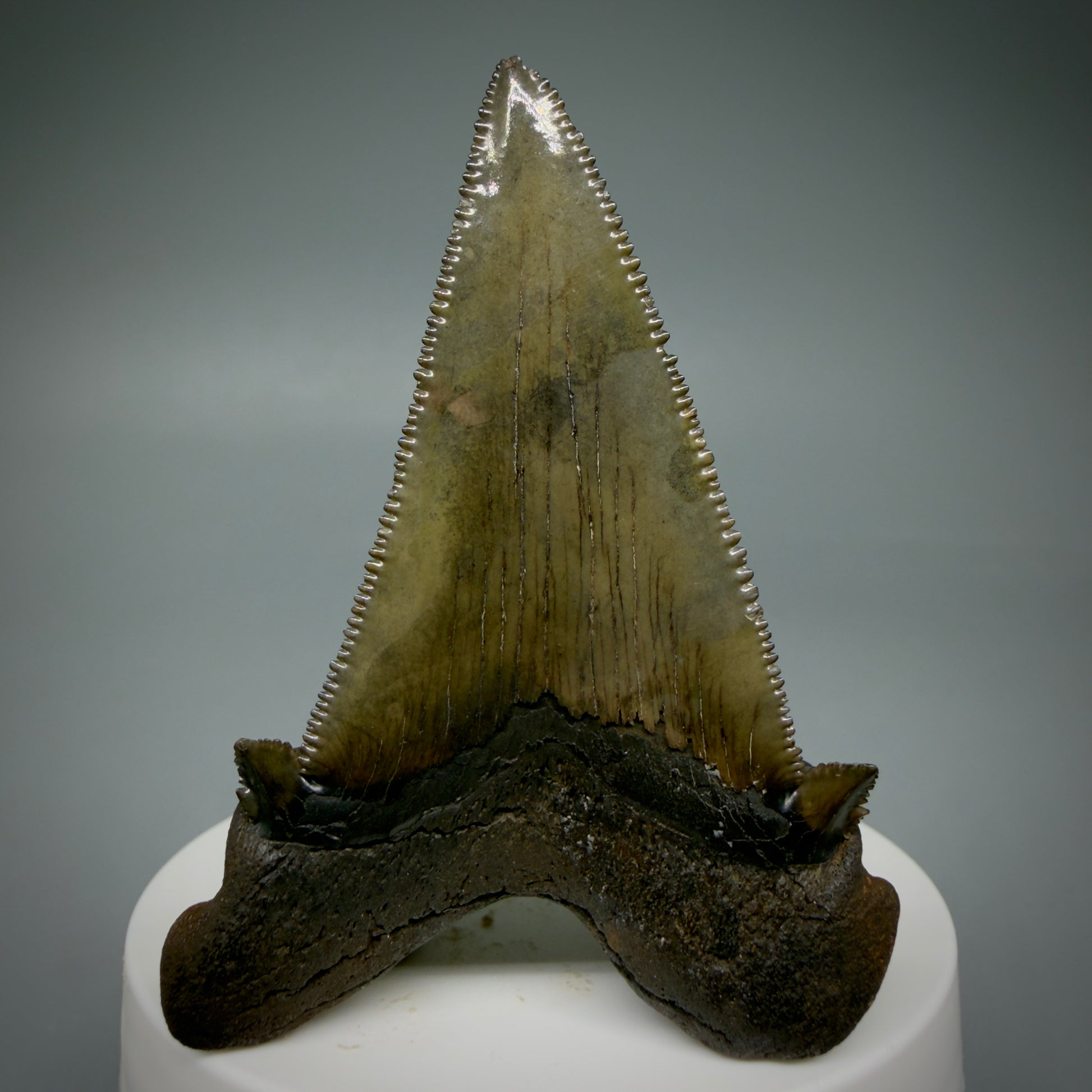 Back View 2.72" Sharply Serrated Fossil Carcharocles sokolowi (auriculatus) Shark Tooth from North Carolina AU396