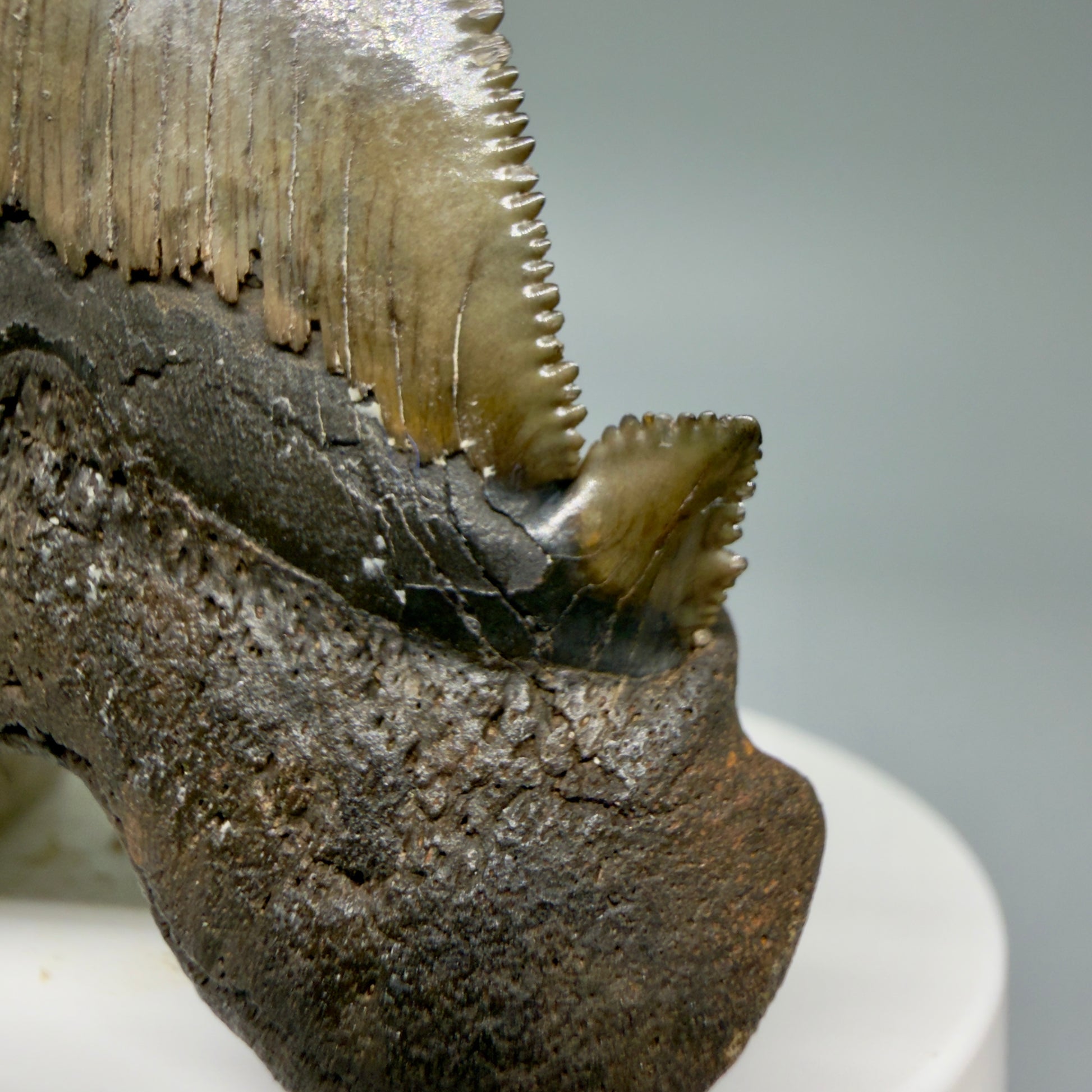 Left Cusp detail View 2.72" Sharply Serrated Fossil Carcharocles sokolowi (auriculatus) Shark Tooth from North Carolina AU396 1