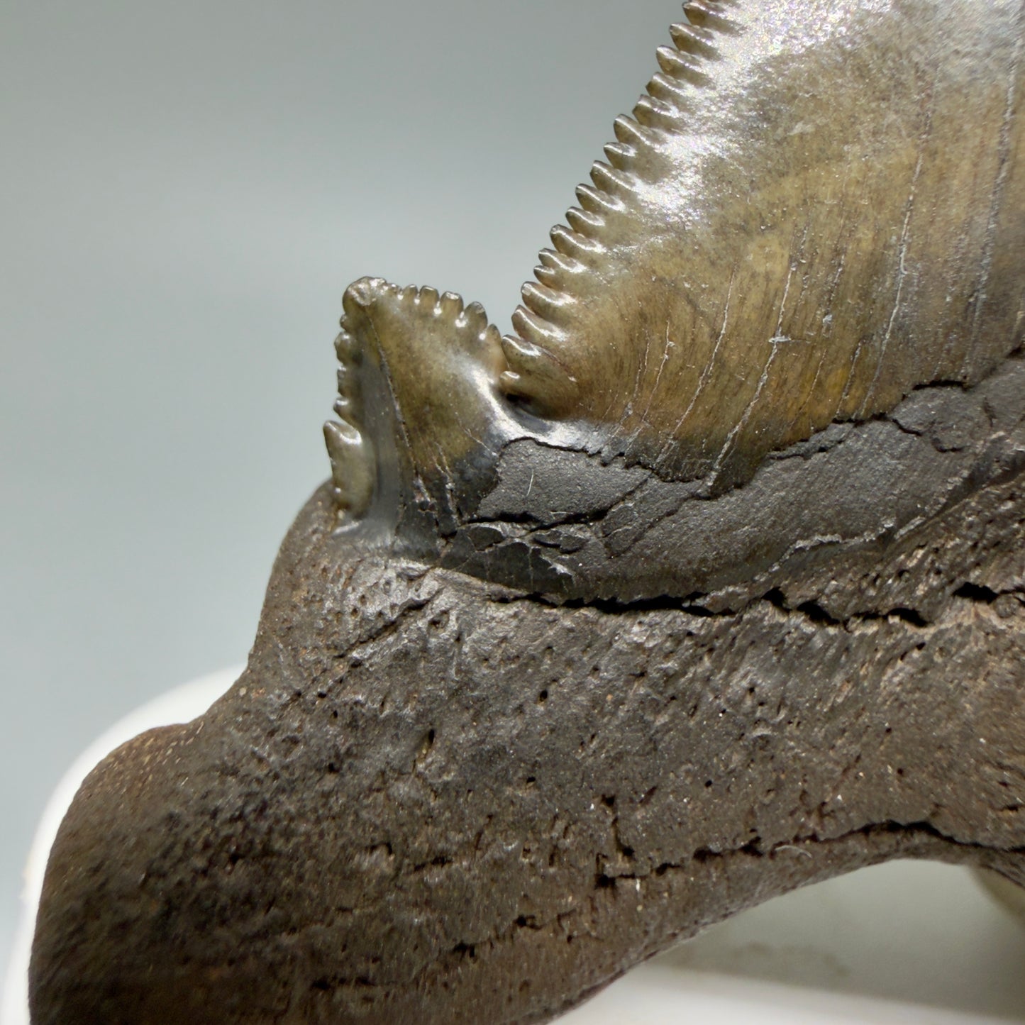 Right Cusp detail View 2.72" Sharply Serrated Fossil Carcharocles sokolowi (auriculatus) Shark Tooth from North Carolina AU396 - 1