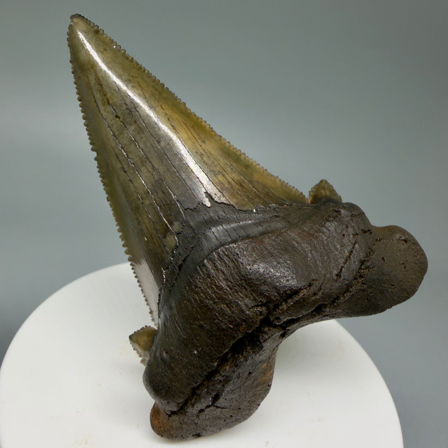 Front View Large 2.72" Sharply Serrated Fossil Carcharocles sokolowi (auriculatus) Shark Tooth from North Carolina (Copy) AU396 - 1